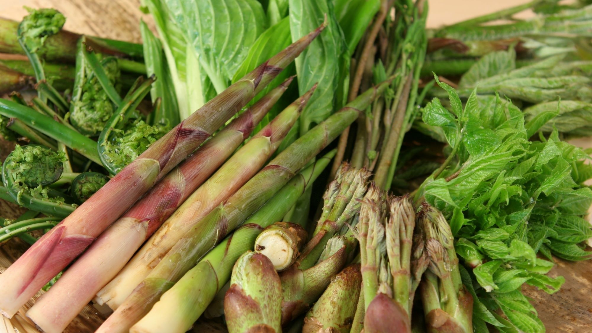 春の味覚　山菜