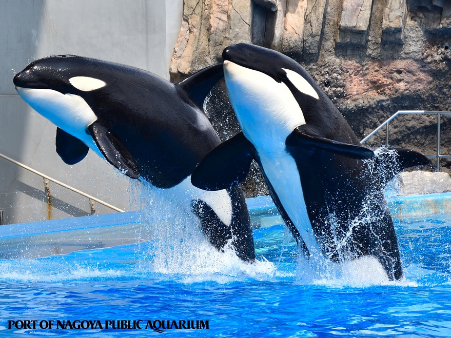 名古屋港水族館　日本最大級の水族館。シャチやエンペラーペンギン、ウミガメの仲間や色とりどりの熱帯魚★
