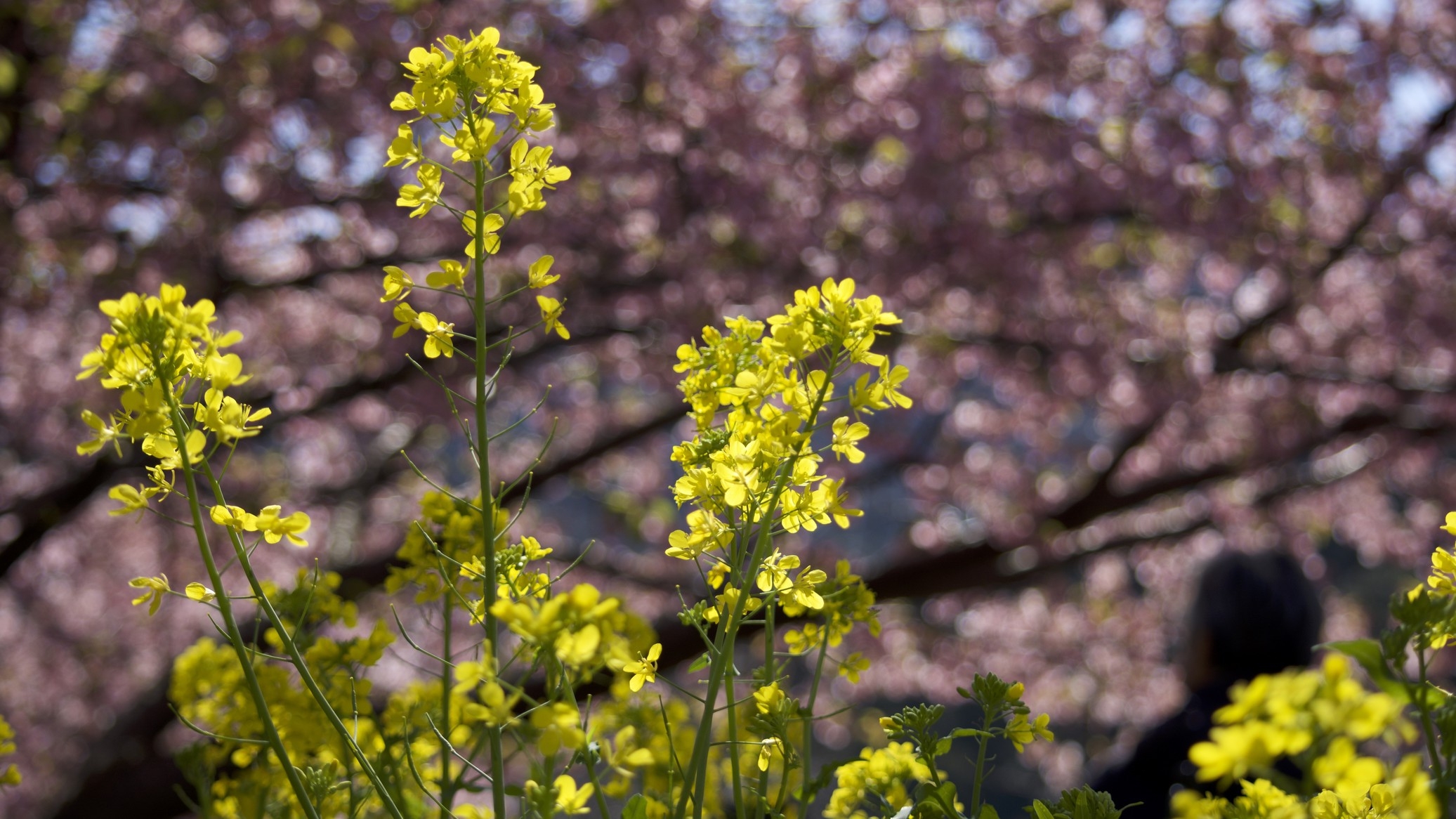 【素泊まり】河津桜まつり徒歩5分＆駐車場無料　一棟貸切で伊豆七島＆星空を一望＜2月7日〜3月8日＞
