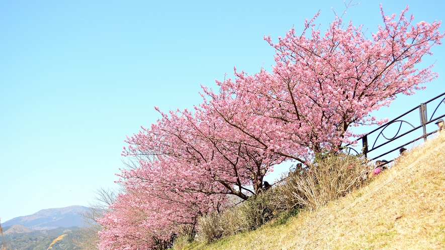 河津桜一例