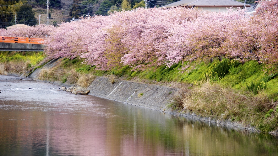 河津桜一例
