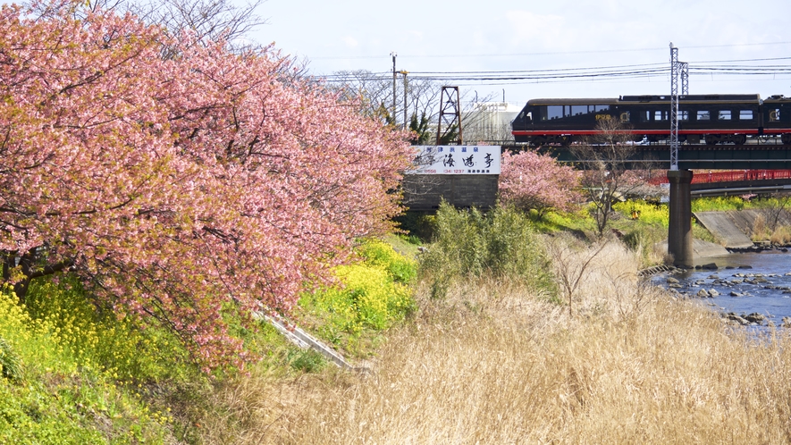 河津桜一例