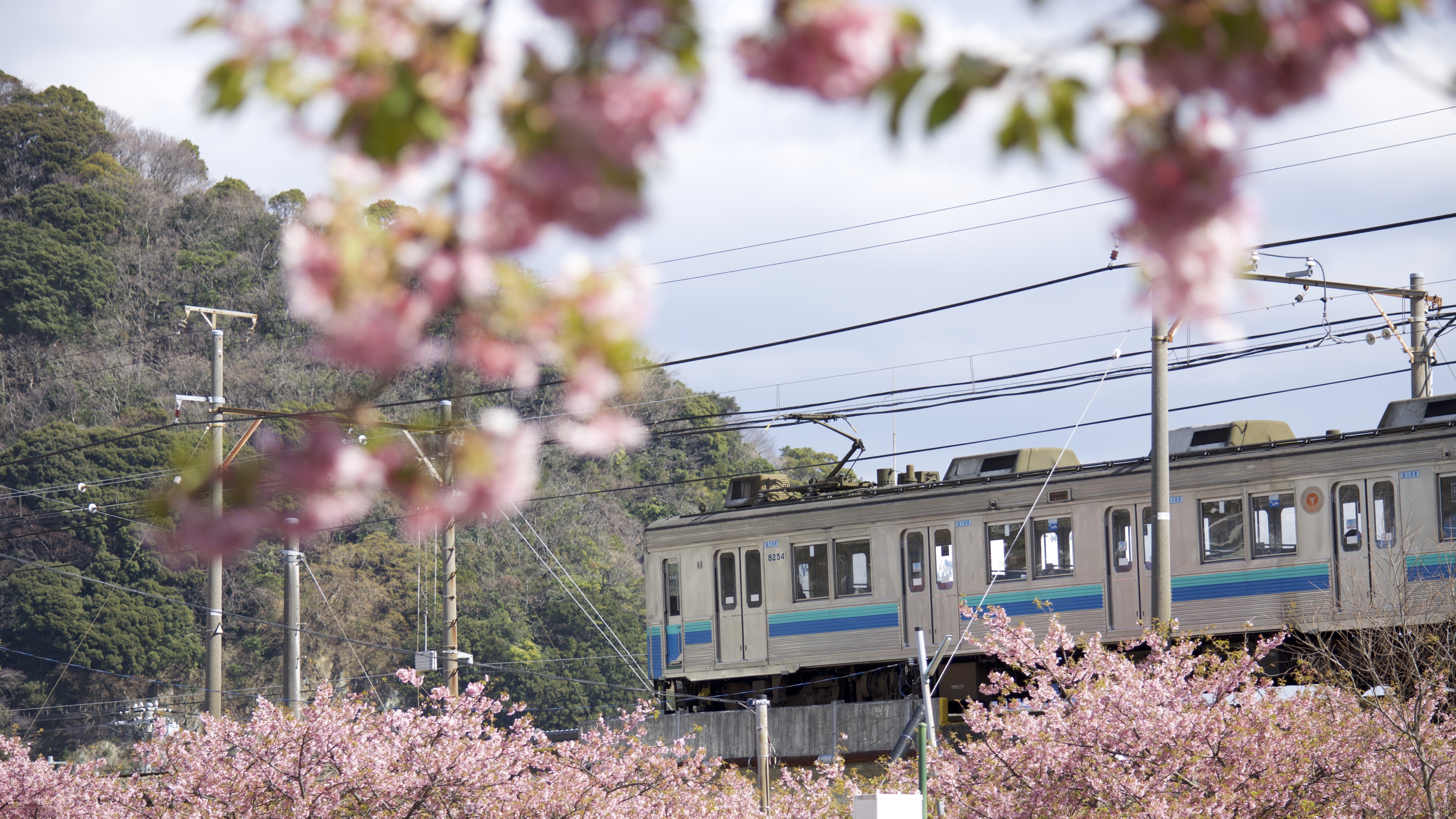 河津桜一例