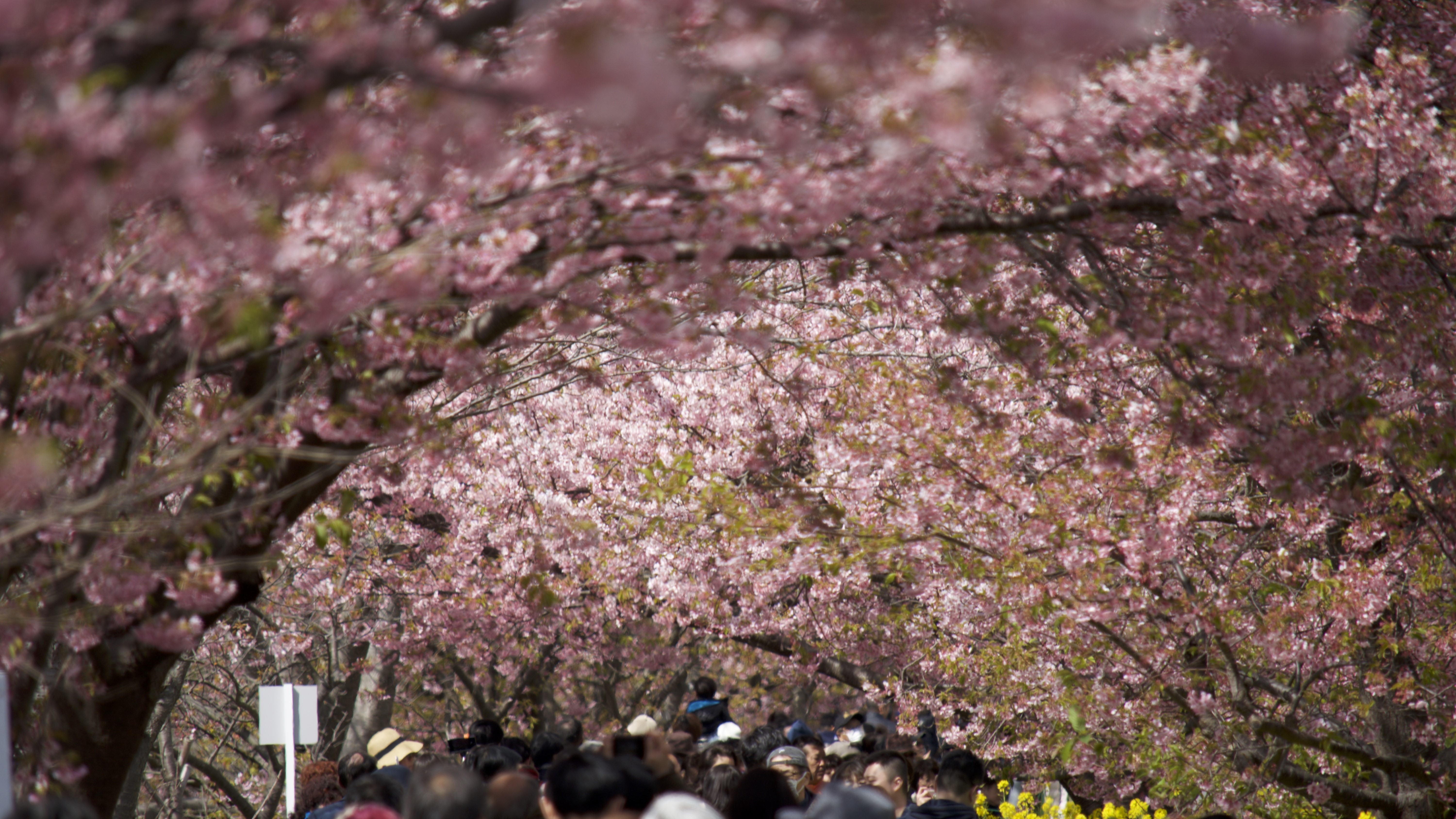 河津桜一例