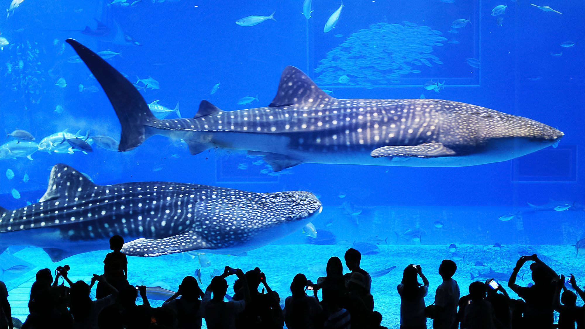 ・美ら海水族館 車で約20分 / Churaumi Aquarium 20min by car