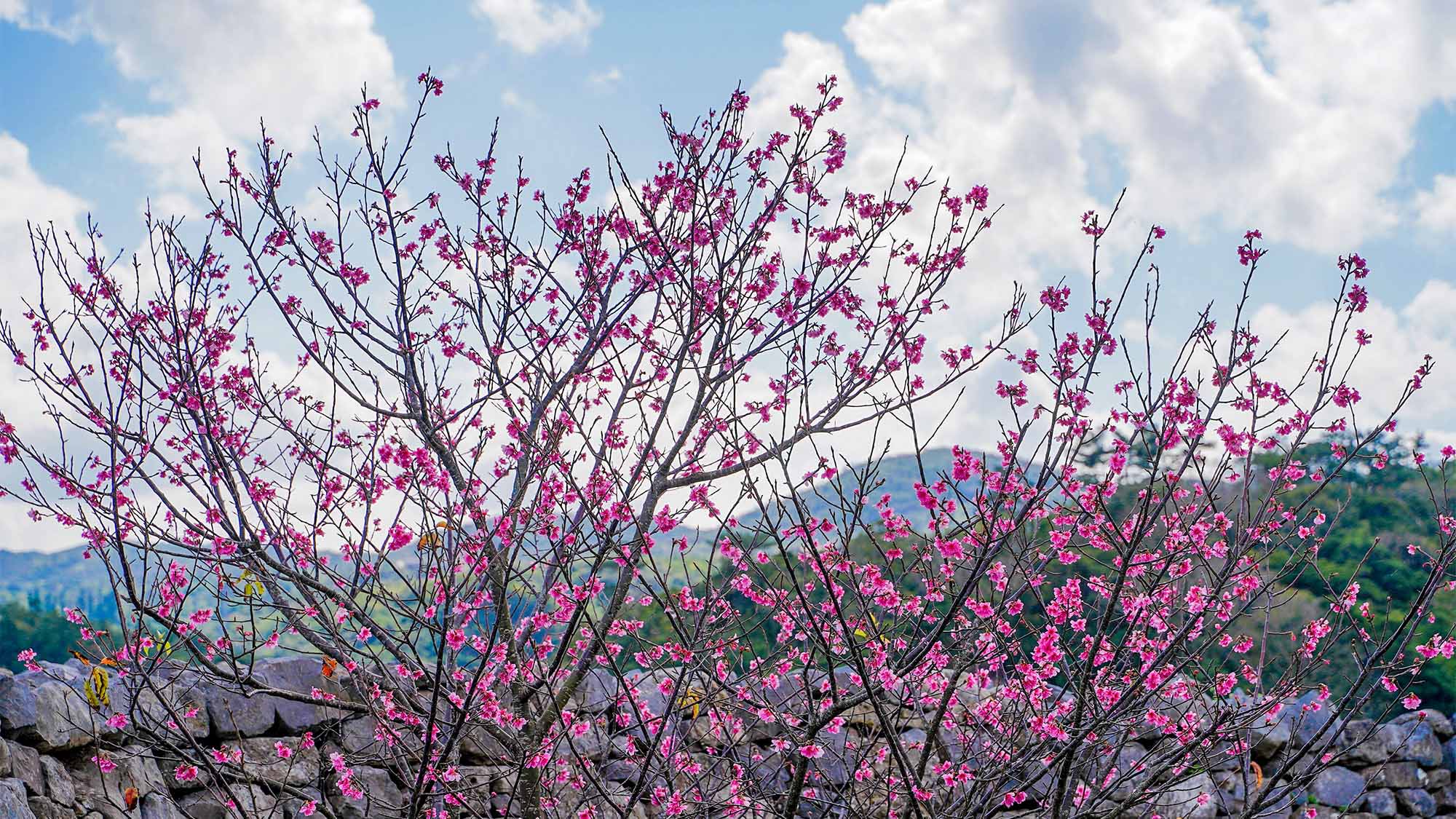 ・「今帰仁城跡」石垣にピンクの桜が映えます