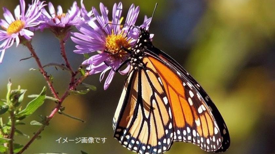 【かわいい ふれあい体験】いしかわ動物園 × ふれあい昆虫館　Wチケット付き♪ ＜四季会席＞