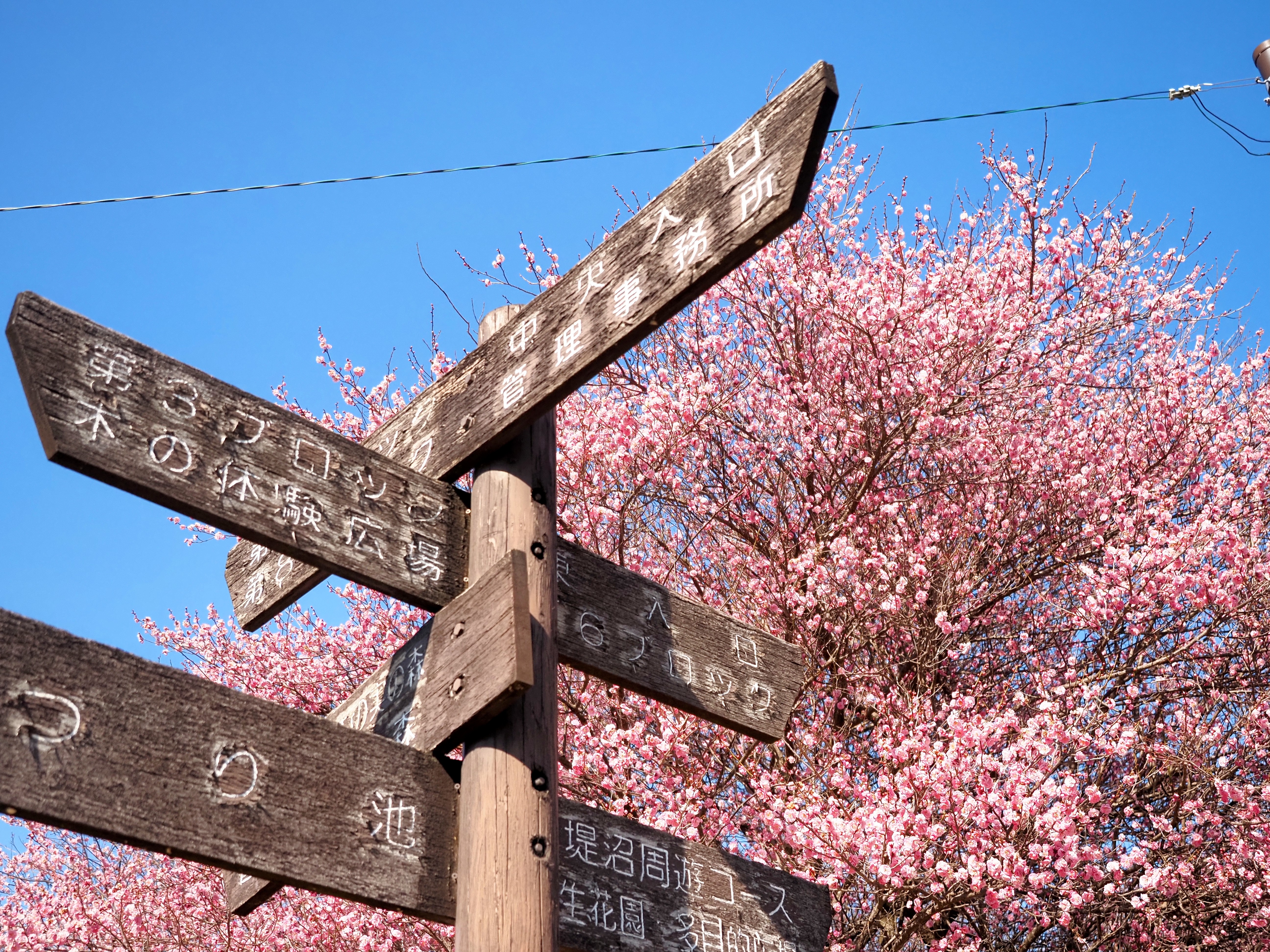 前橋市（嶺公園２月の様子②）