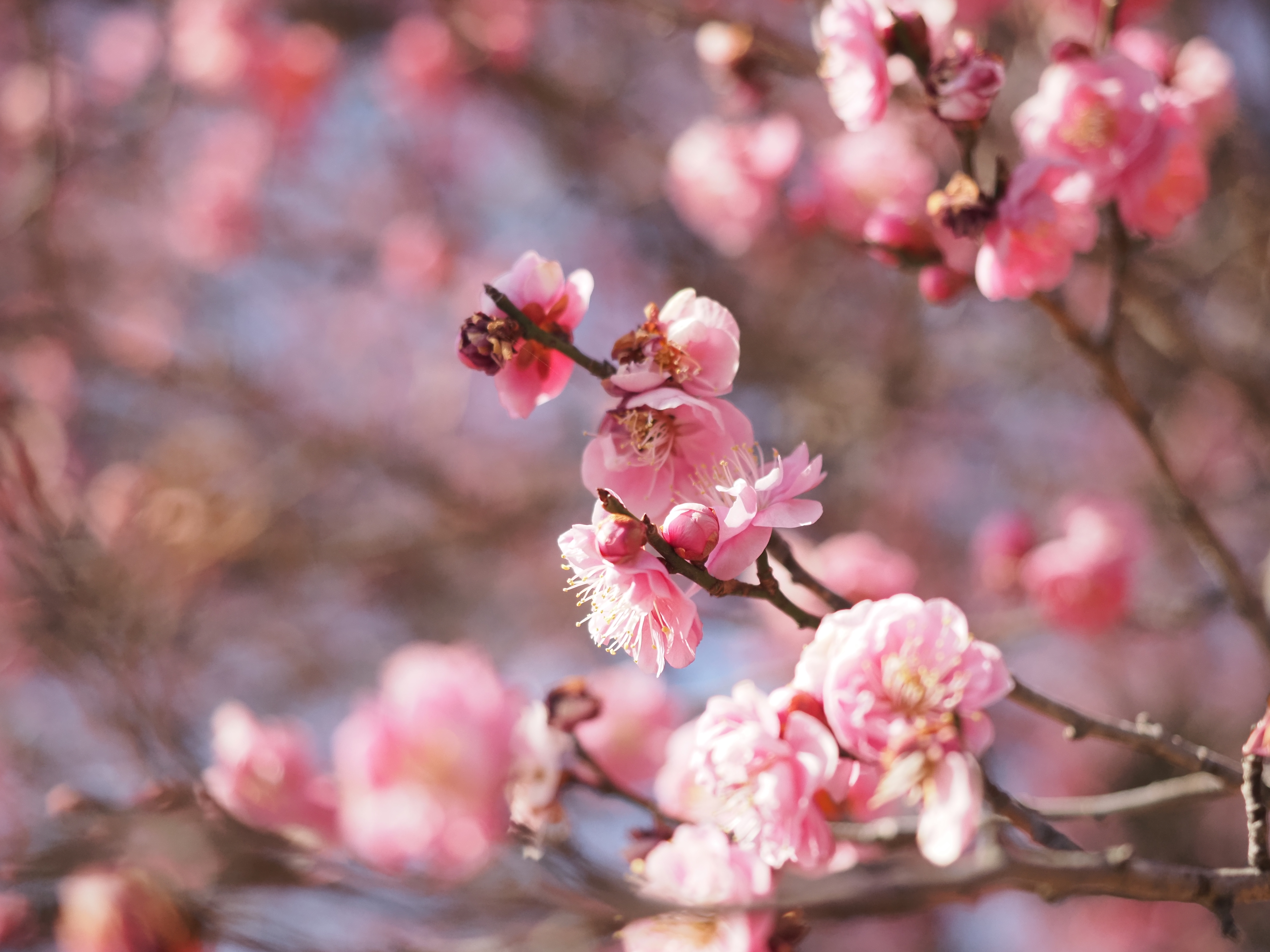 前橋市（嶺公園２月の様子④）