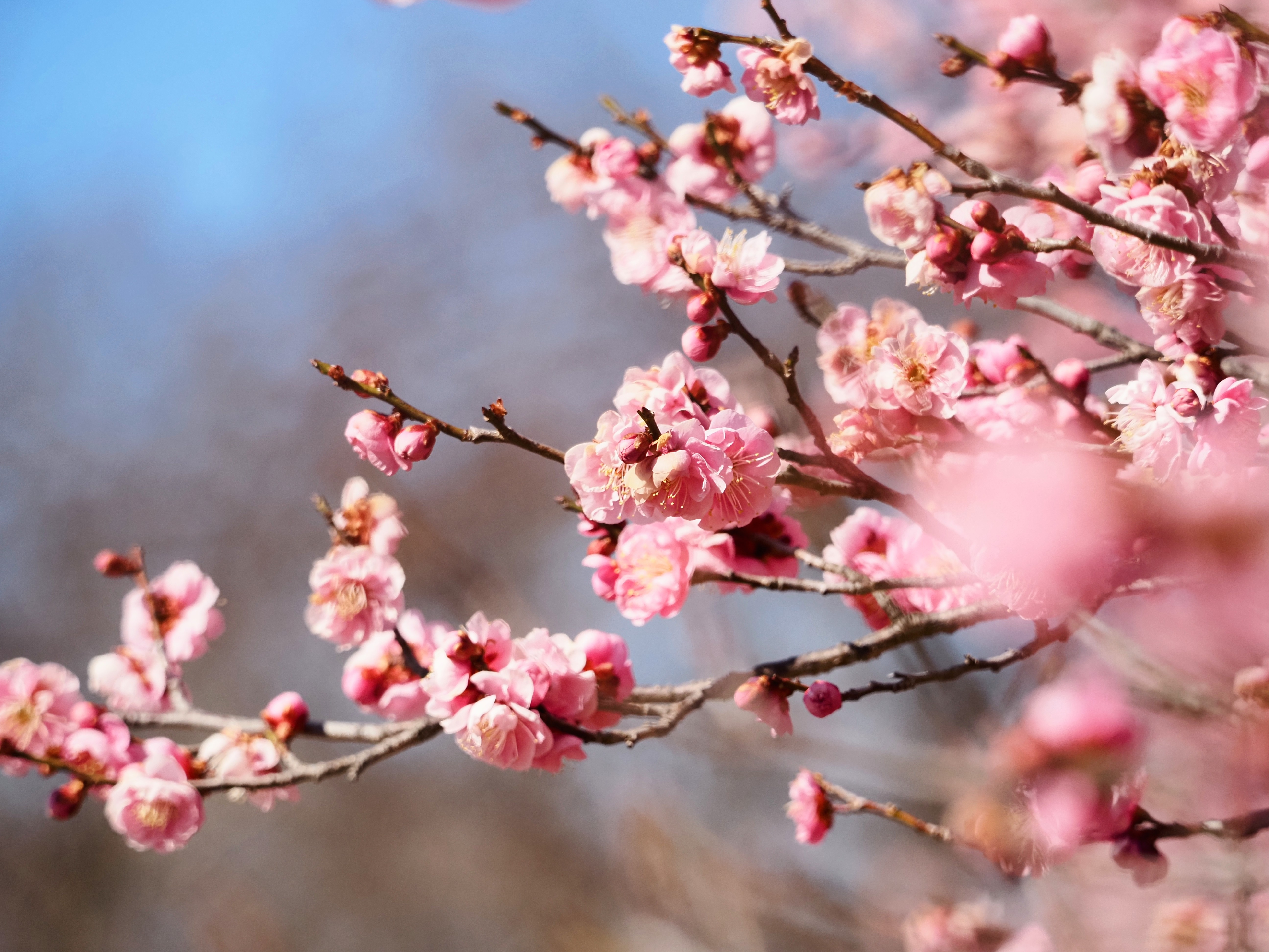 前橋市（嶺公園２月の様子③）