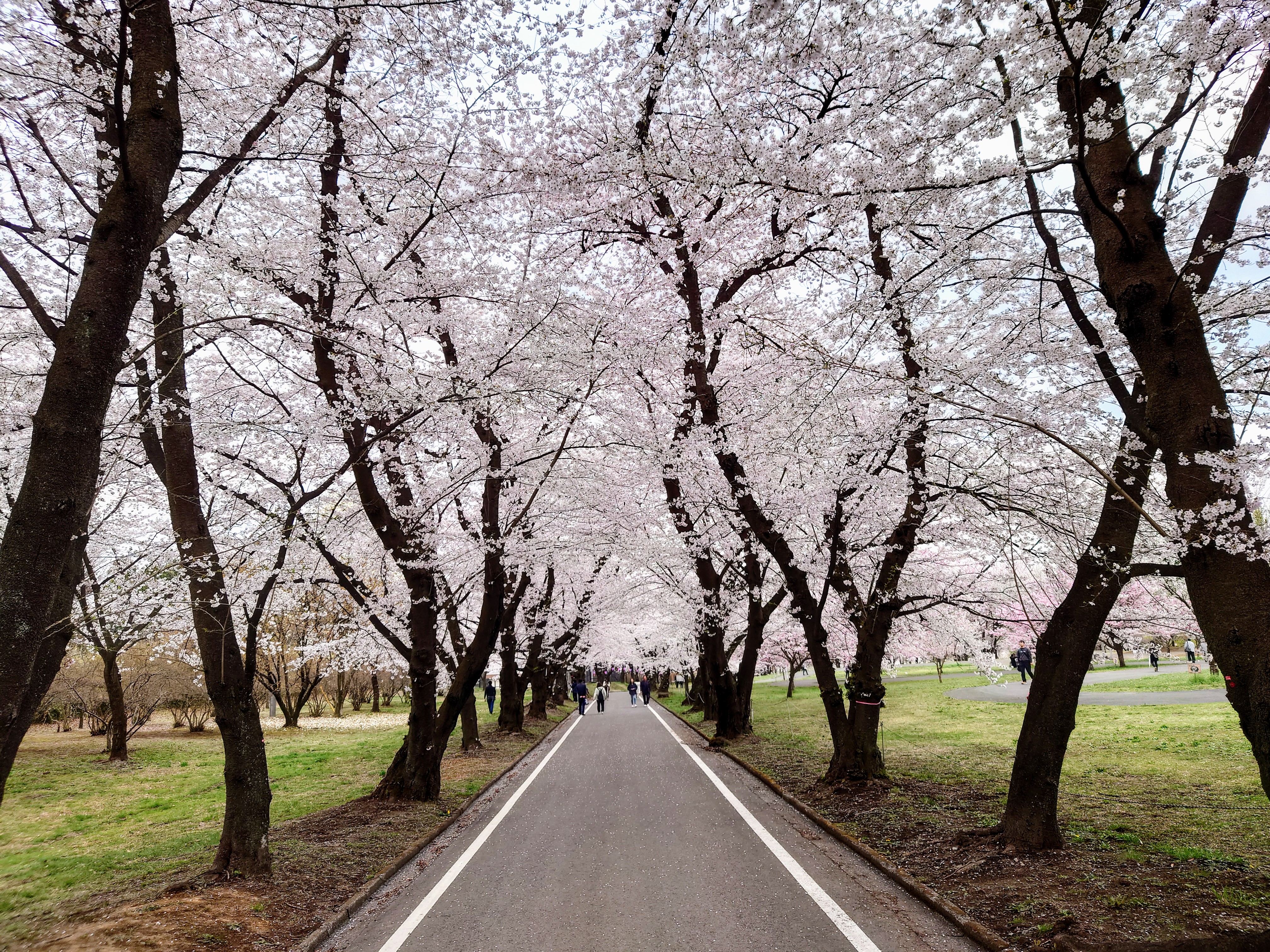赤城南面千本桜③