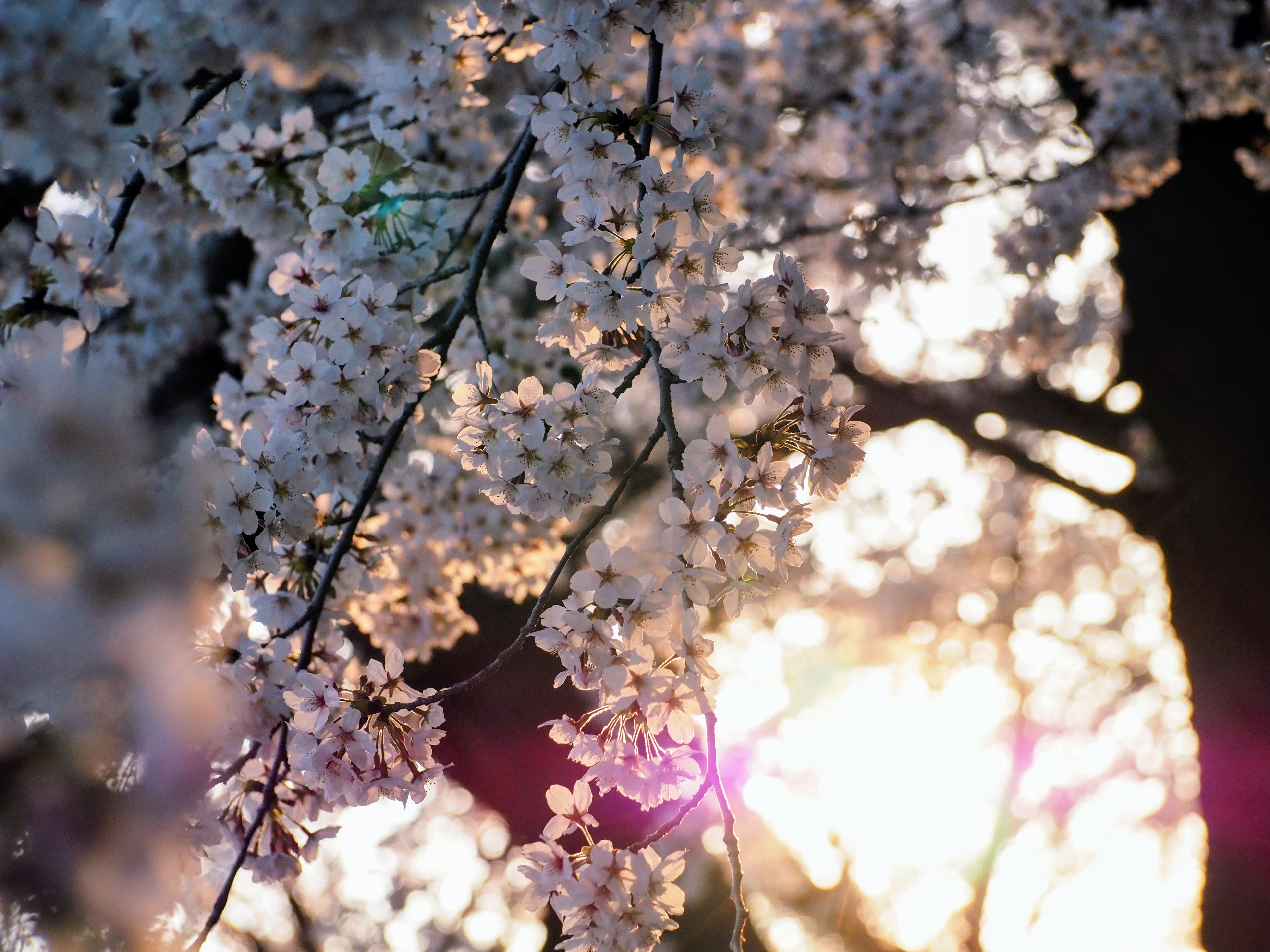 敷島公園の桜