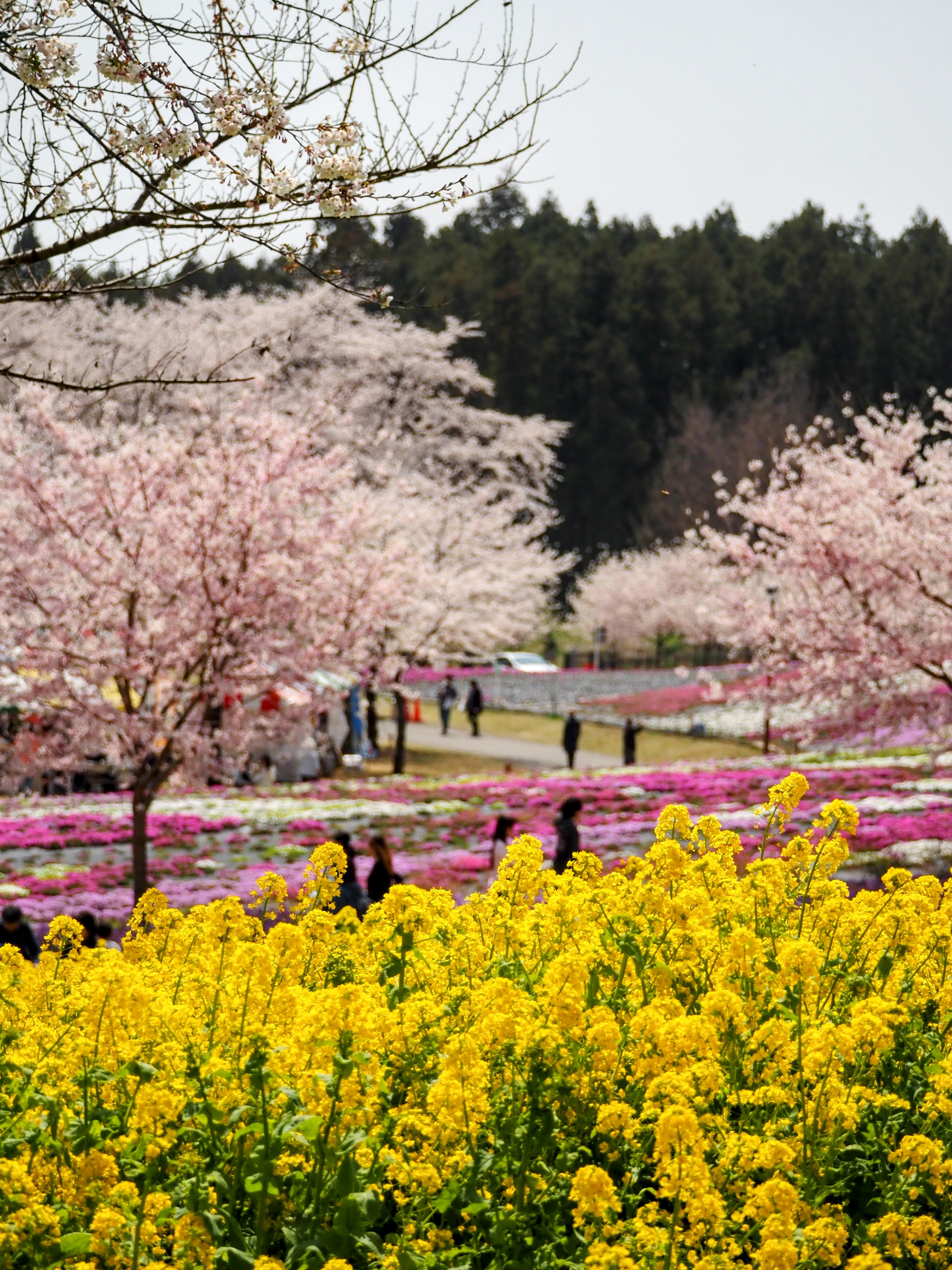 赤城南面千本桜②