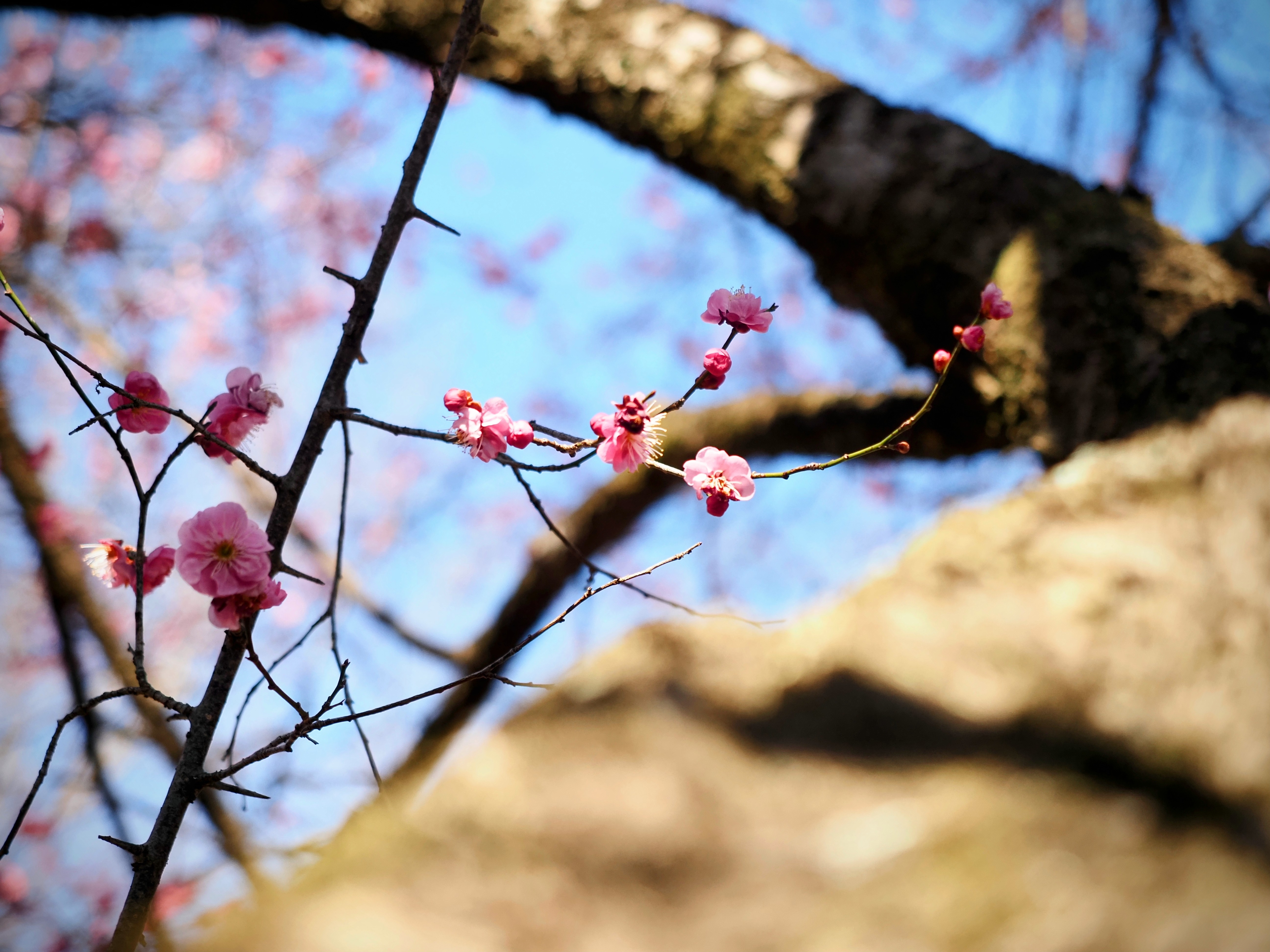 前橋市（嶺公園２月の様子①）