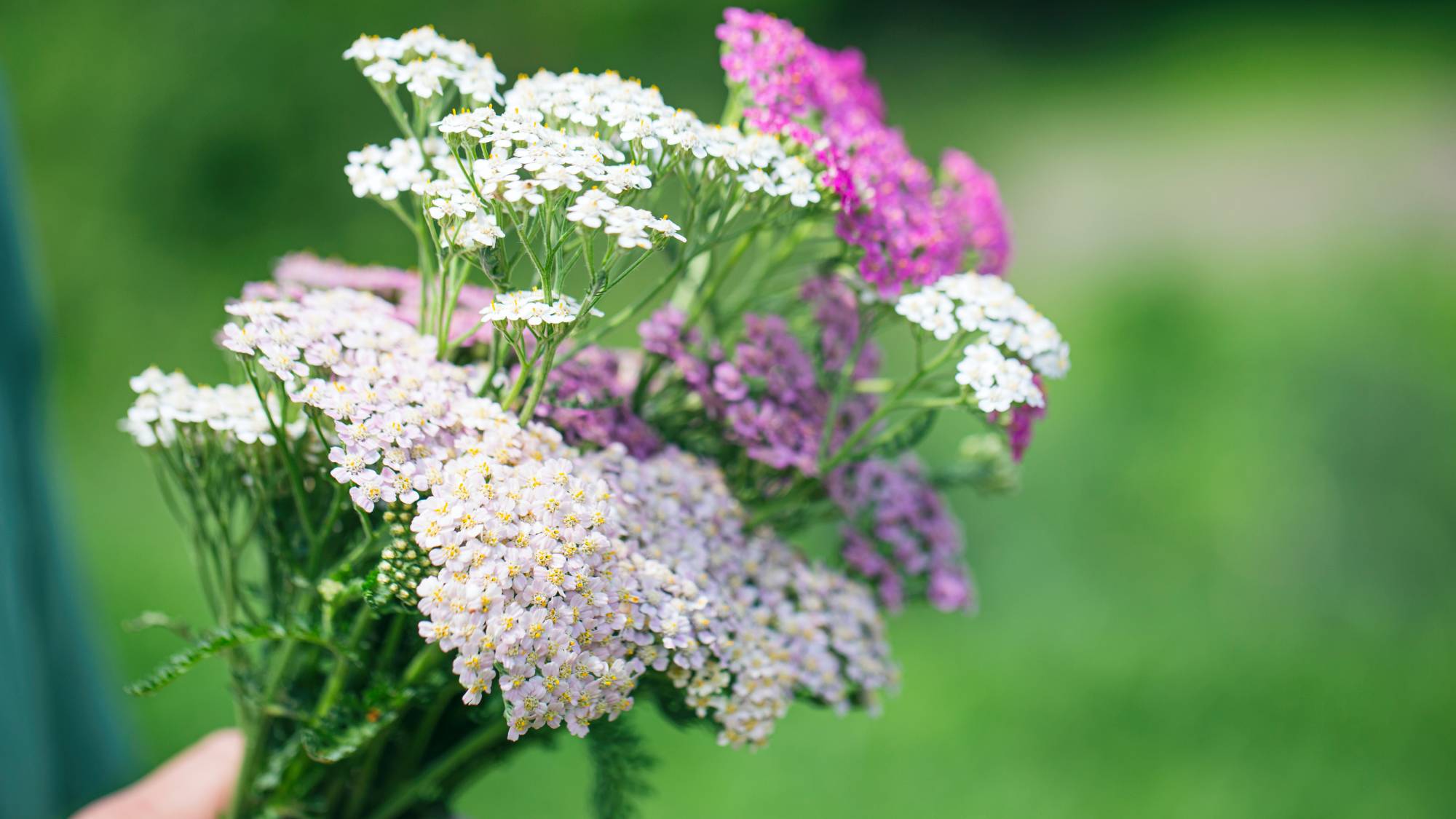 生産者ハーブの花