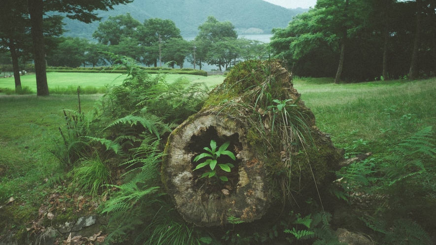 中庭 樹木枯れ