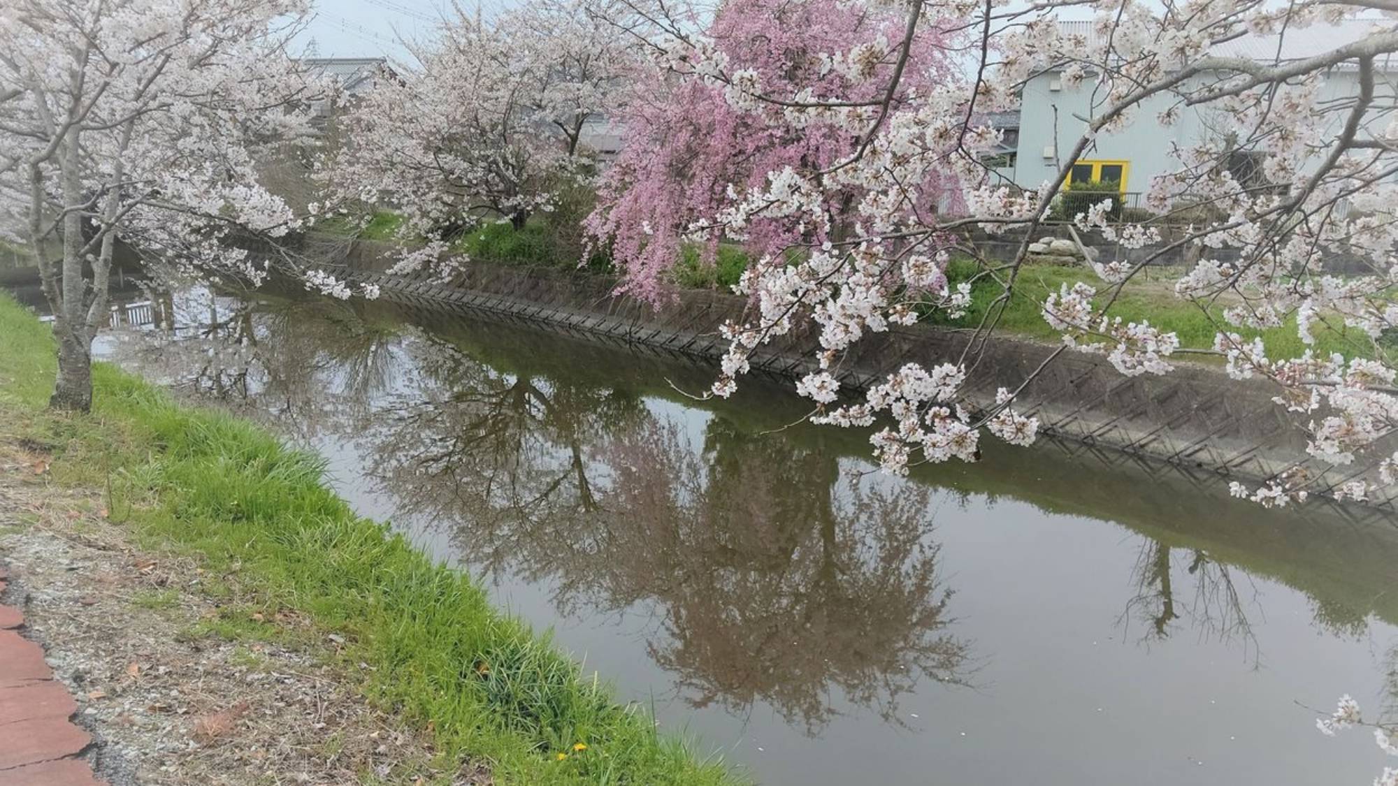 近江鉄道・五箇荘駅から徒歩数分の五個荘中央公園。お花見の穴場かも…！？