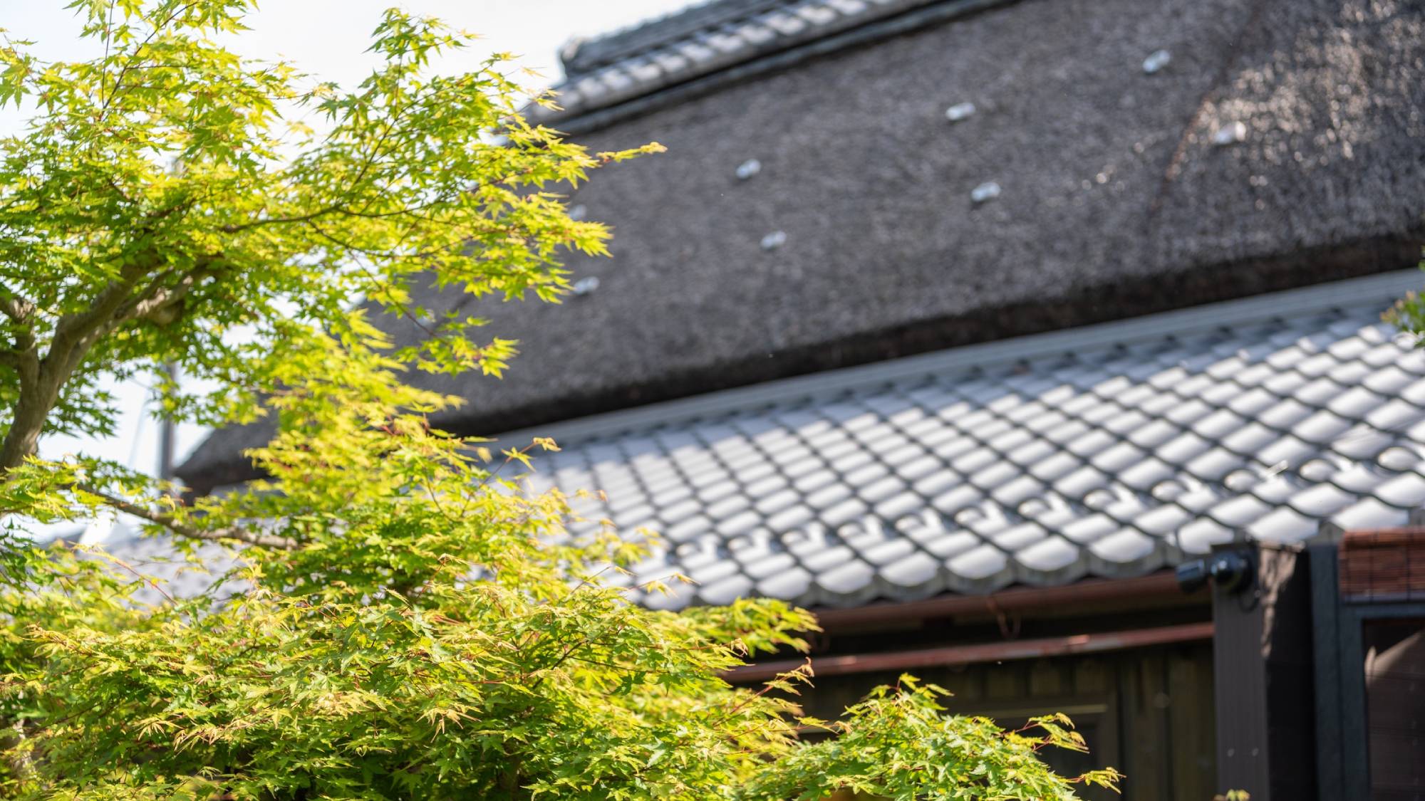 【離れ】5月ごろから夏にかけては青もみじもお楽しみいただけます。