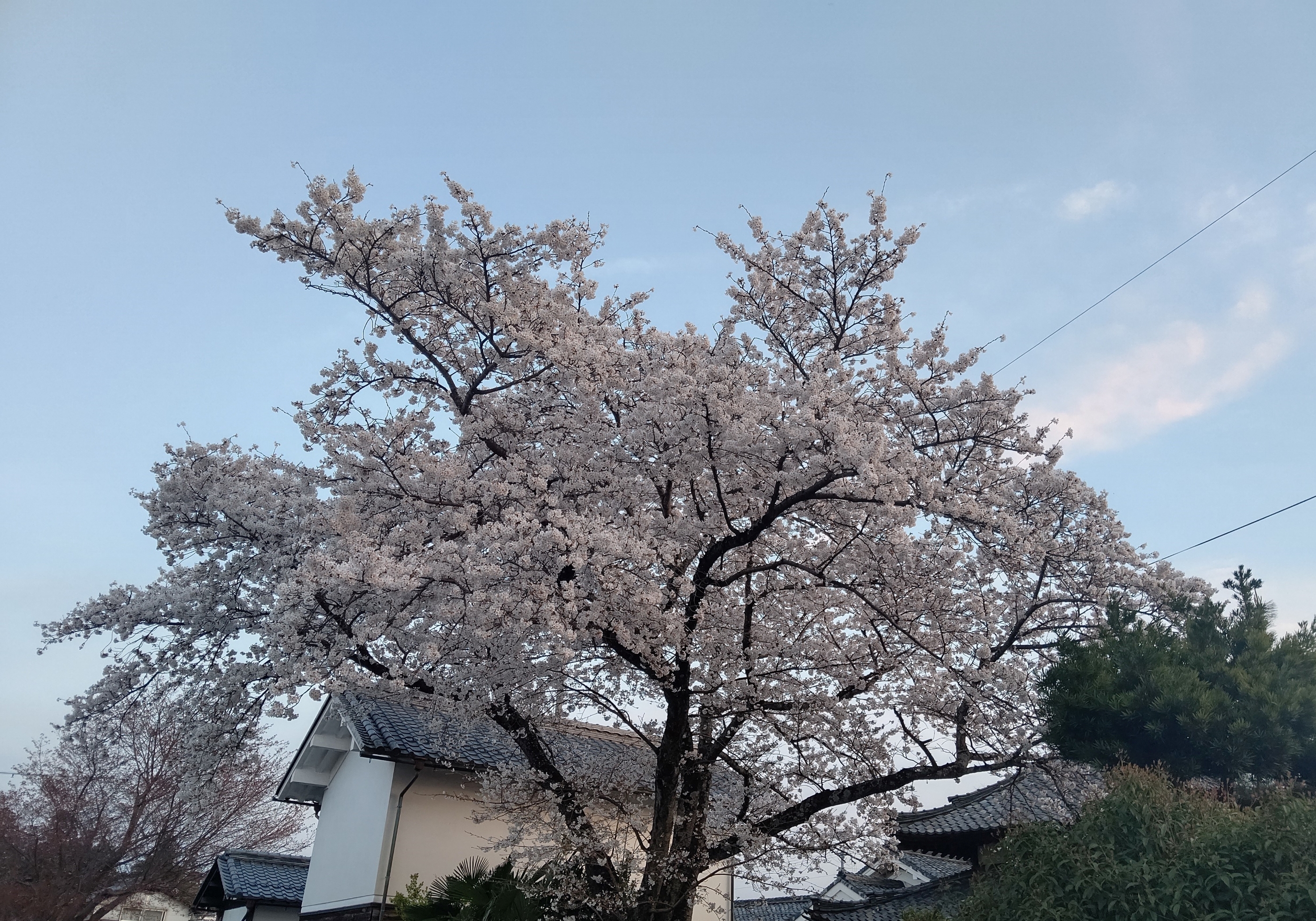 当施設最寄りの外村繁邸前駐車場。春には立派な枝ぶりの桜に出会えます。