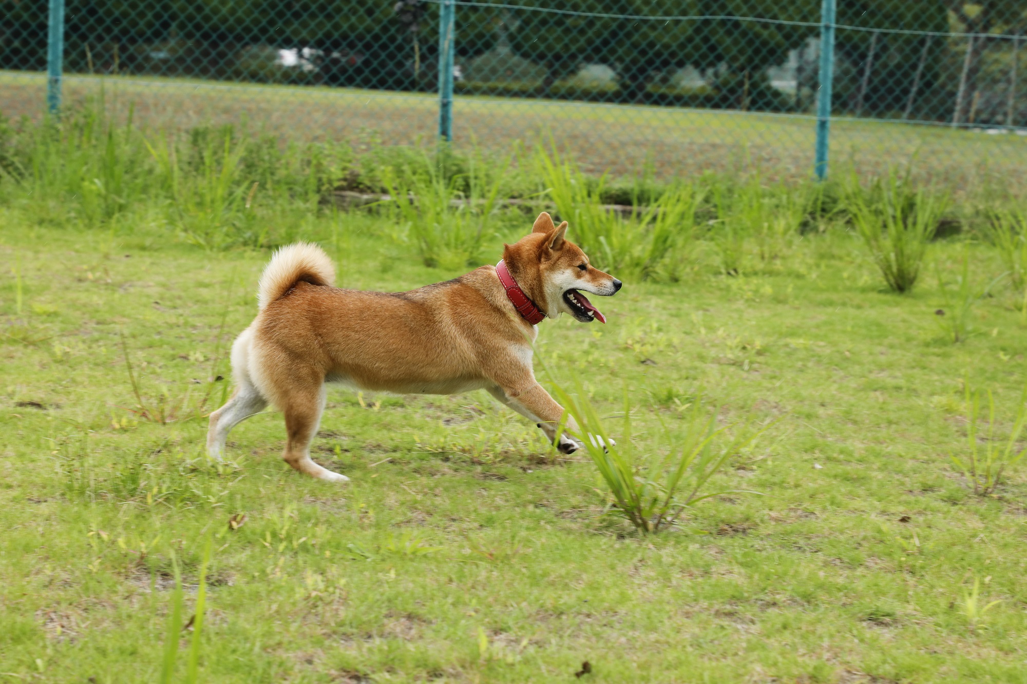 共用ドッグラン例