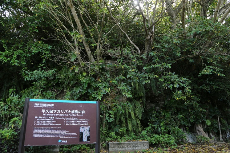 平久保サガリバナ植樹の森