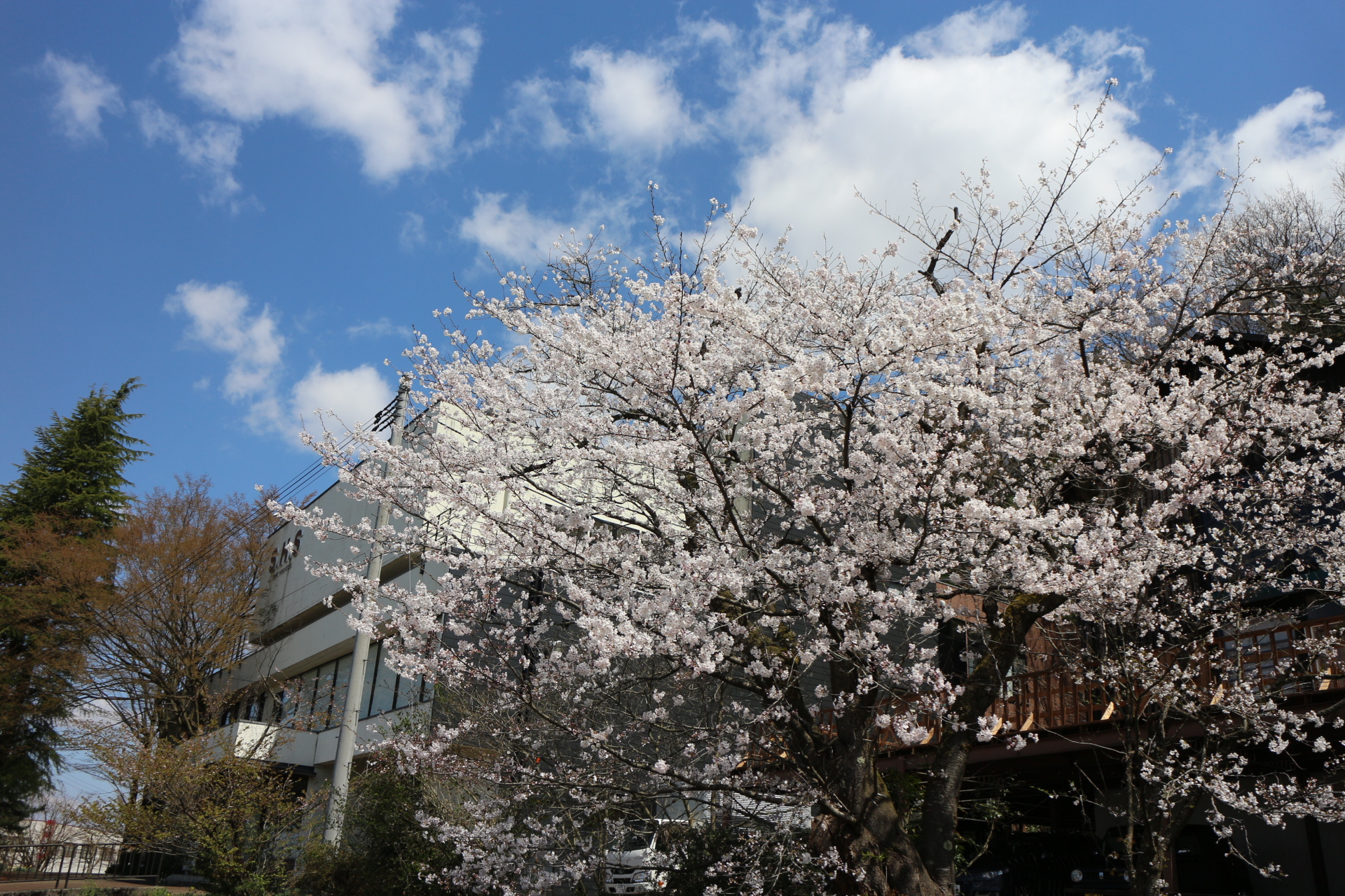 テラスからの桜が楽しめます
