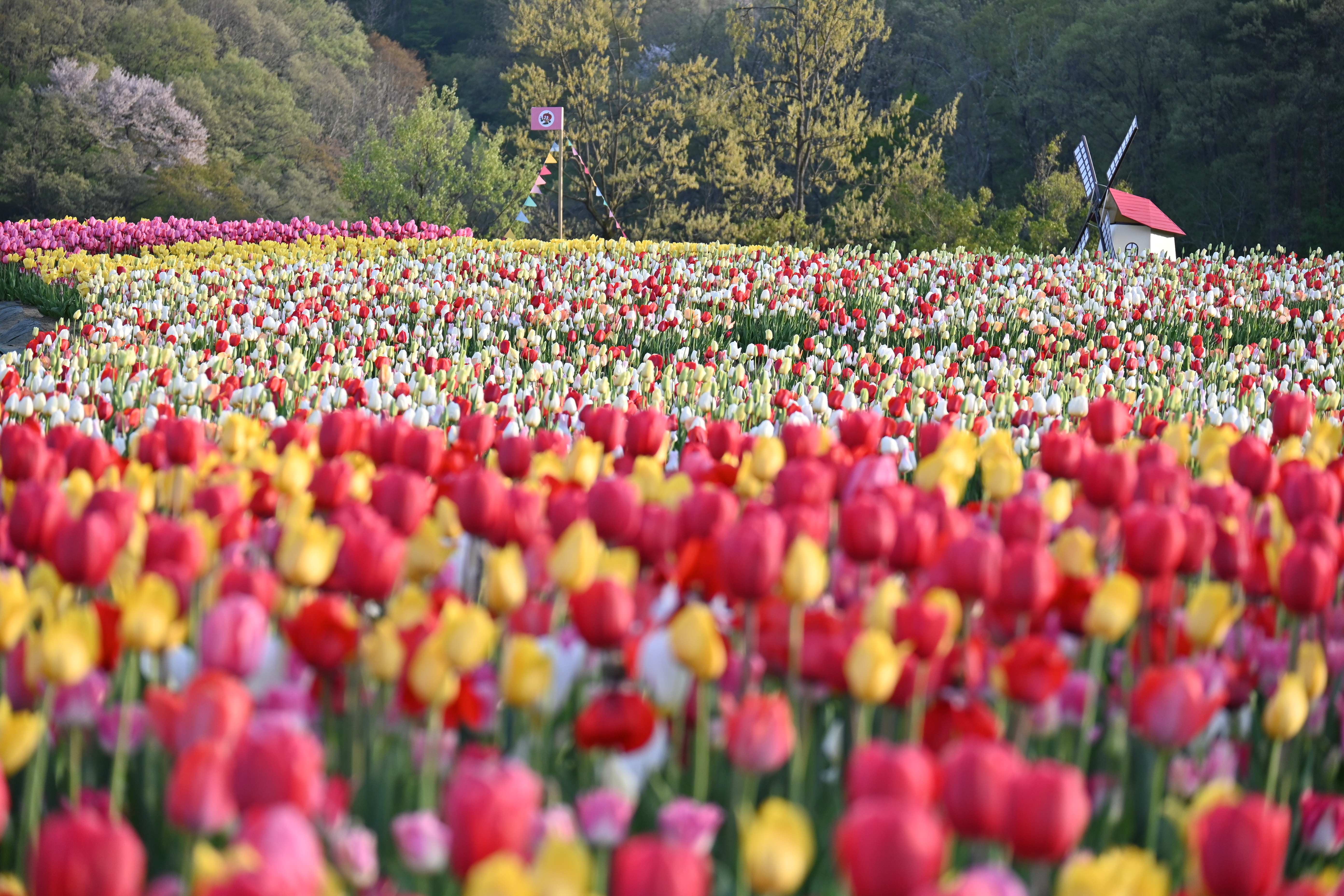 越後丘陵公園　チューリップまつり