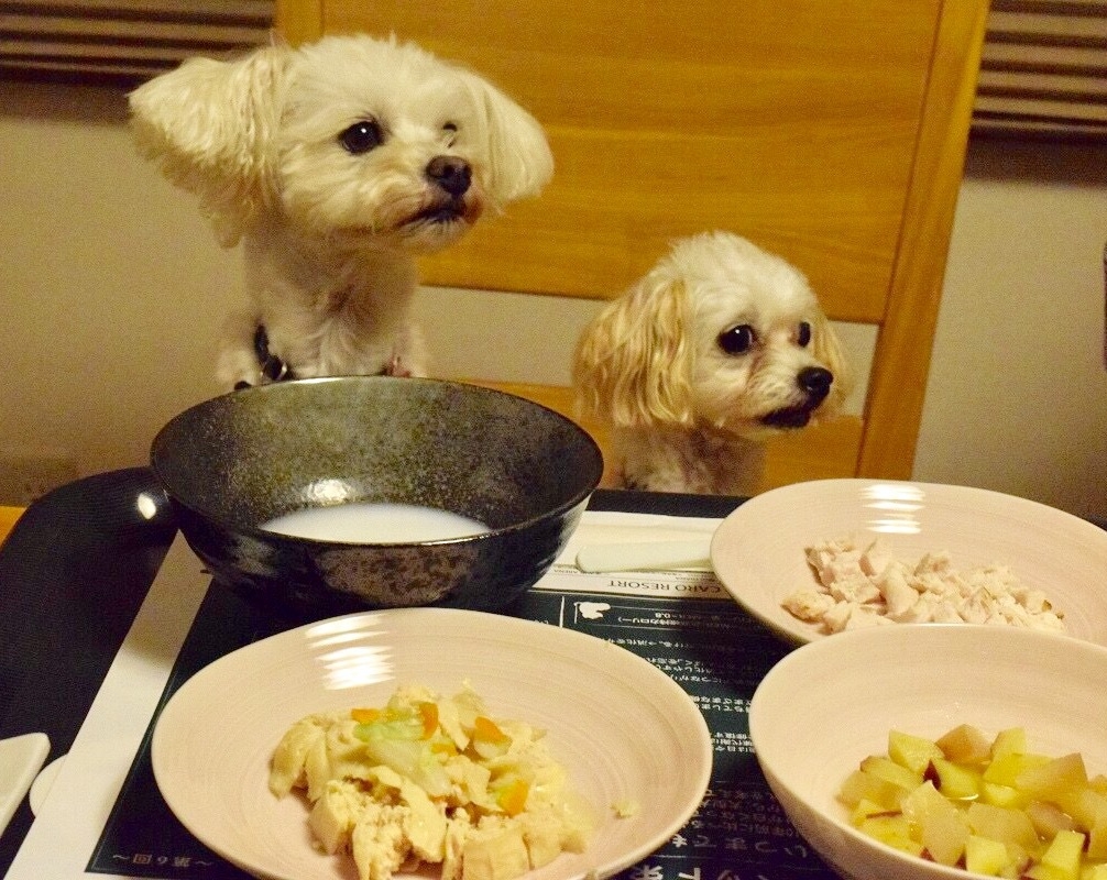 【1泊2食付き/レストラン同伴可】ディナー時にわんちゃんご飯付きプラン