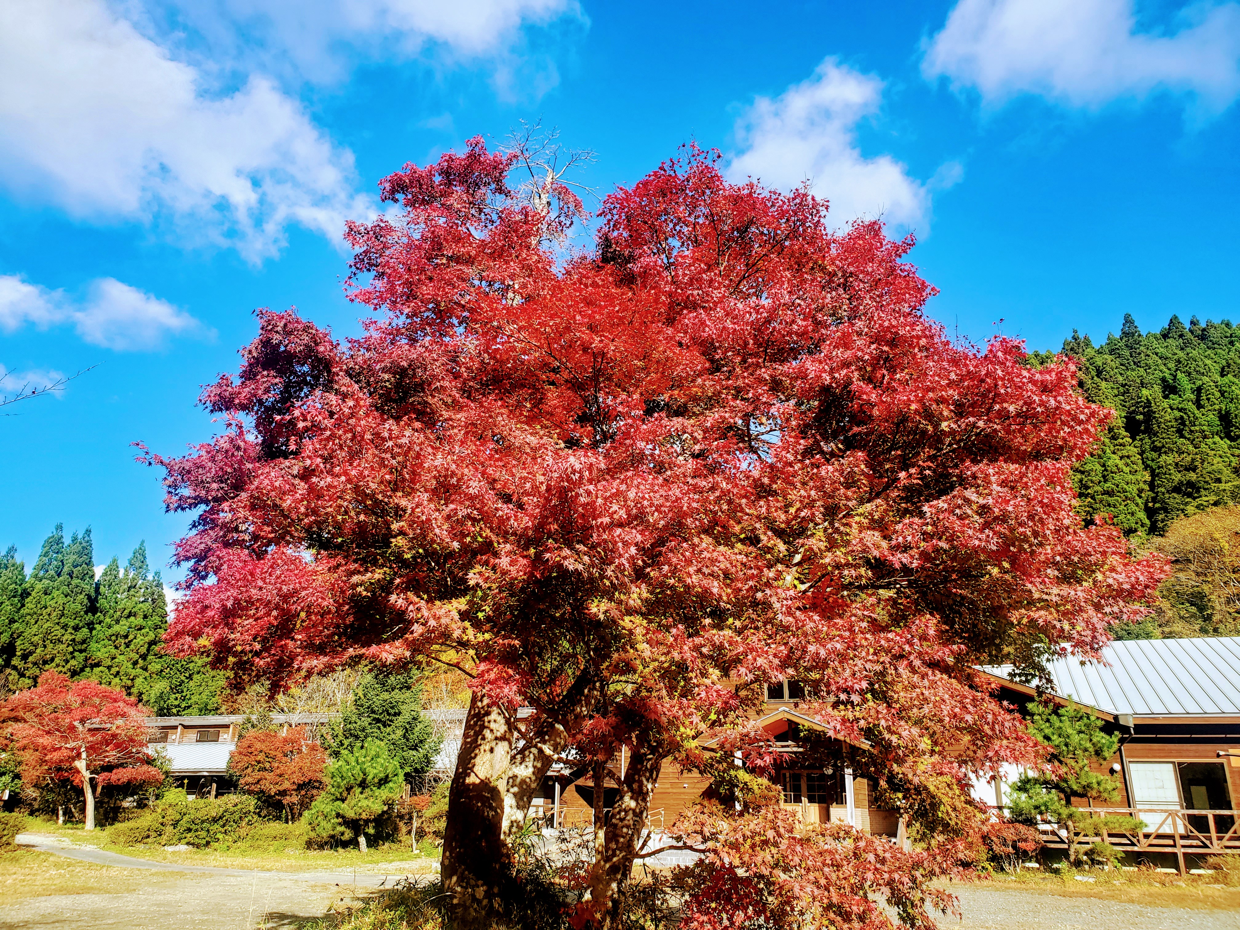 田人山荘　秋の紅葉