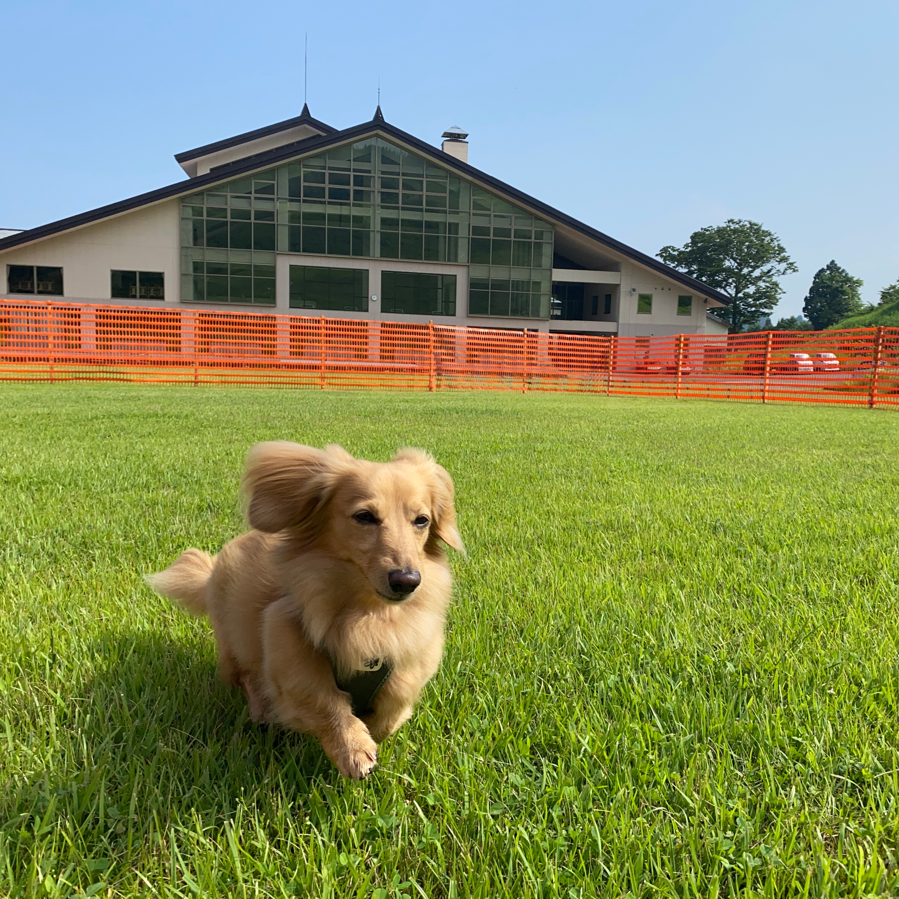 センターハウス前ドッグラン