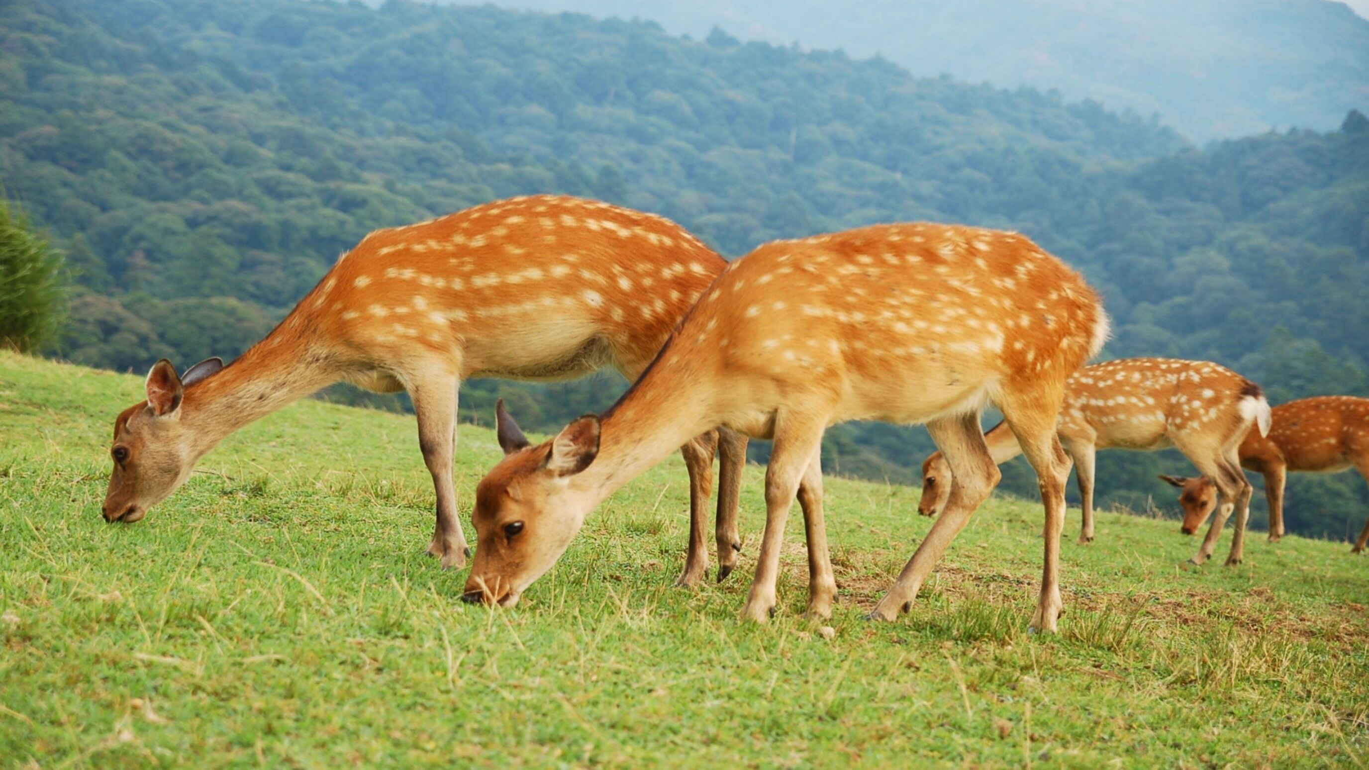若草山（バス約10分、下車後徒歩約25分）