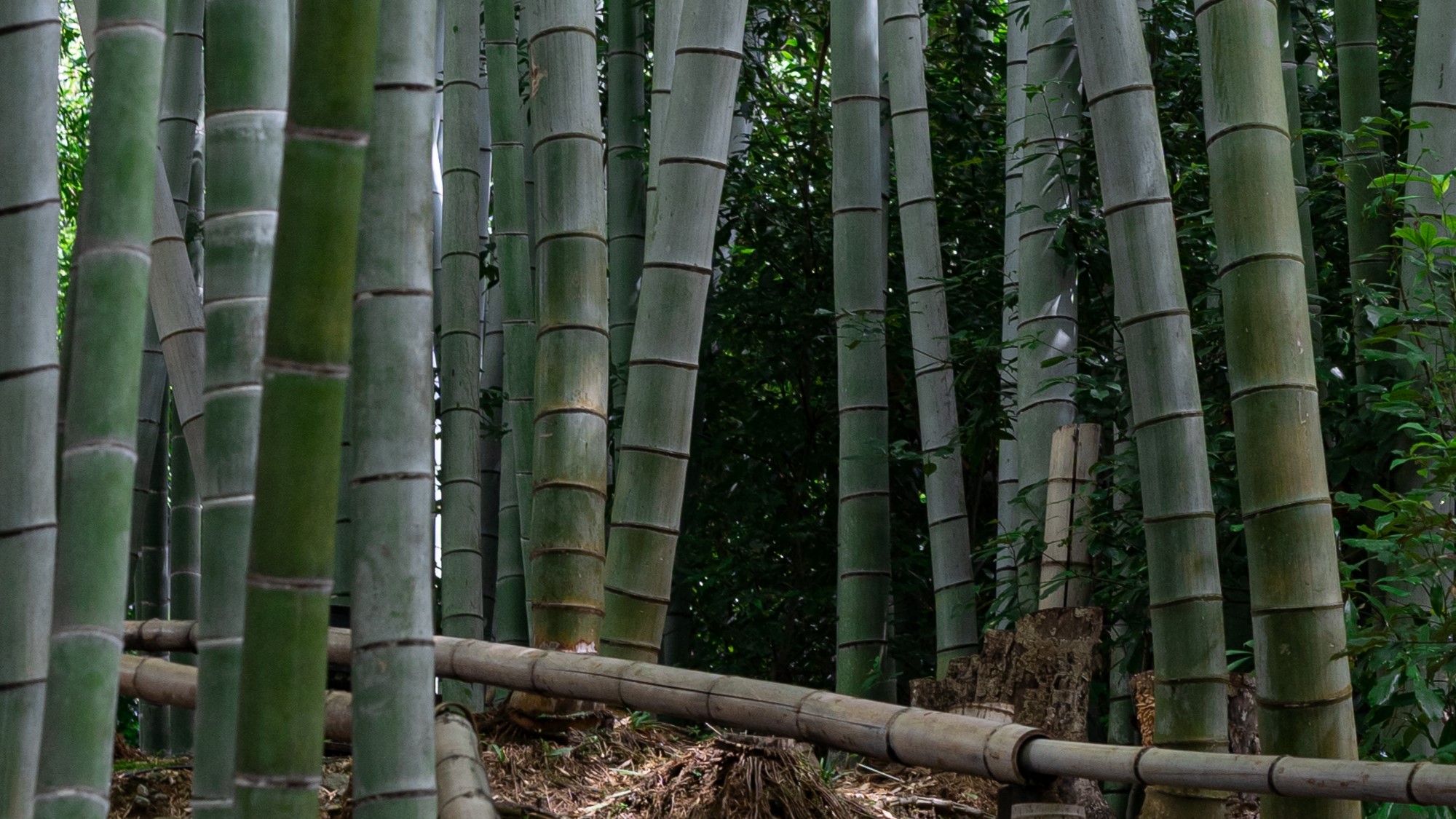 東山に位置する高台寺の竹林風景