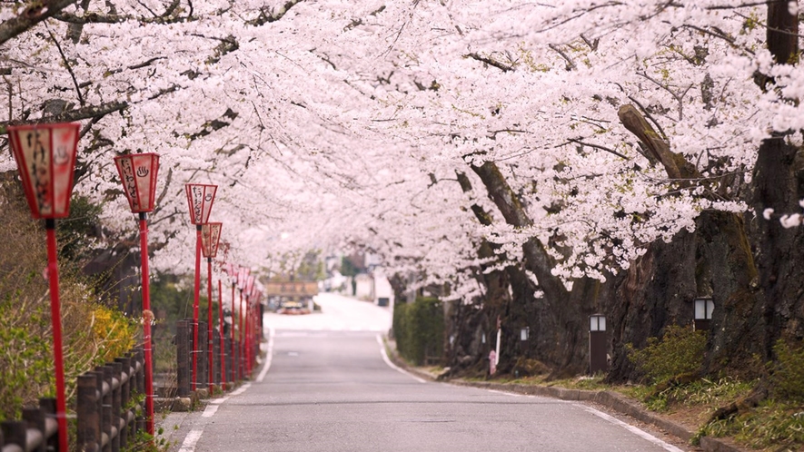 *桜坂/色鮮やかなピンクが映える桜は一見の価値あり！