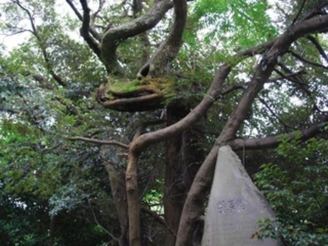 美多羅志神社の竜