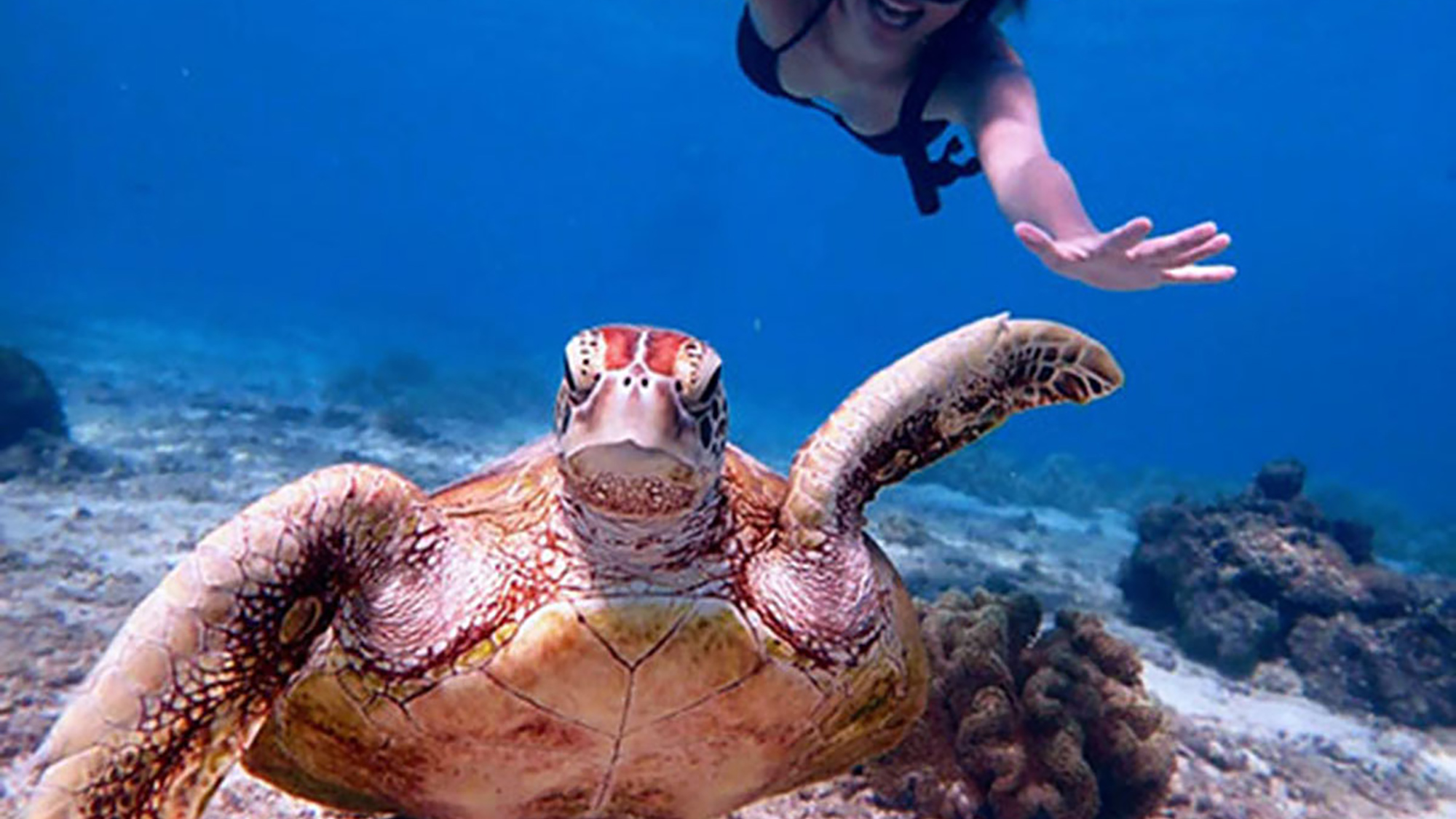 ハーミットクラブ