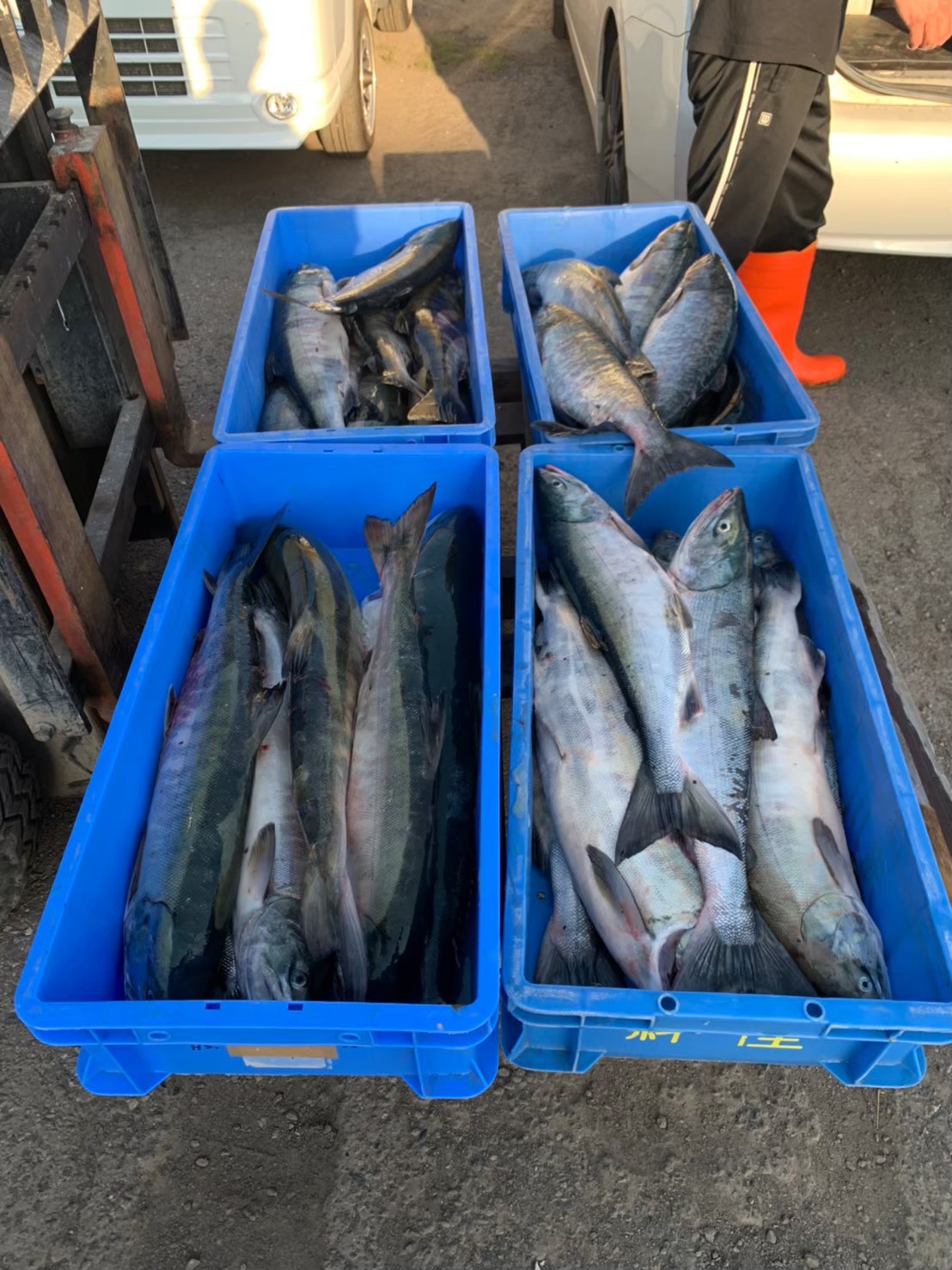 【数量限定・秋の味覚】オーナー自ら釣りあげた鮭を召し上がれ◇知床で釣った秋鮭で知床（石狩）鍋プラン♪