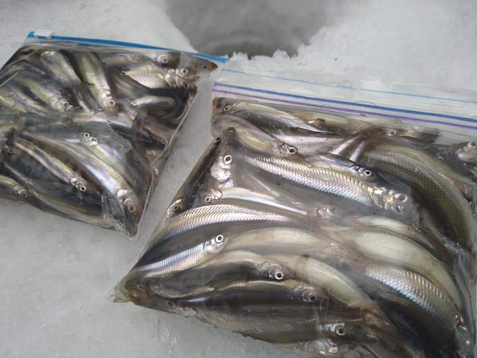 【冬の風物詩・わかさぎ釣り】★寒くない？！ポカポカ小屋で楽しむ◇ワカサギ天ぷら＆送迎付き【食事別】