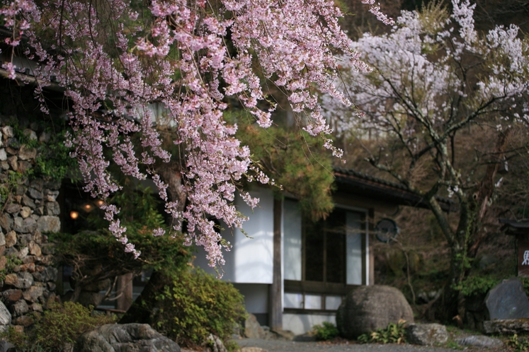 長い冬の後に訪れる桜の季節