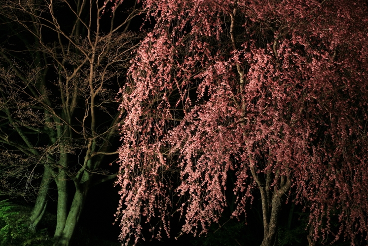 隠れた桜の名所　夜桜ライトアップ
