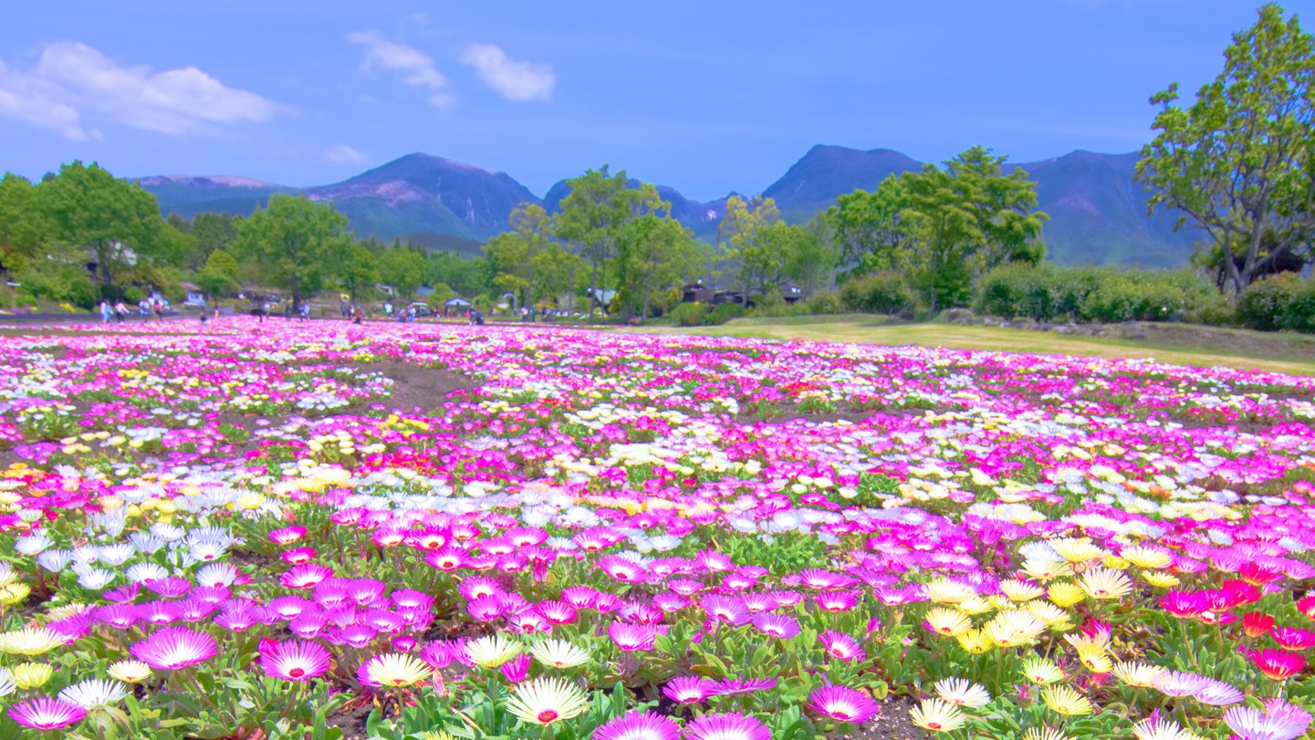 【絶景×BBQ】宿泊者だけの花と星の世界で夜は絶景と地元食材を満喫／2食付き