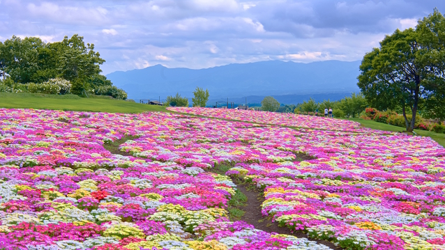 【15％OFF】【楽天スーパーSALE】【絶景×BBQ】花と星の世界で絶景と地元食材を満喫／2食付