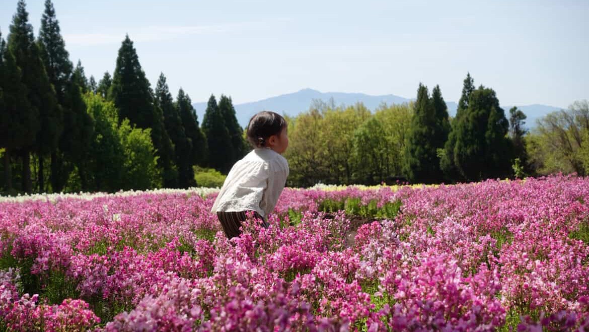 早朝に花畑を独り占め。