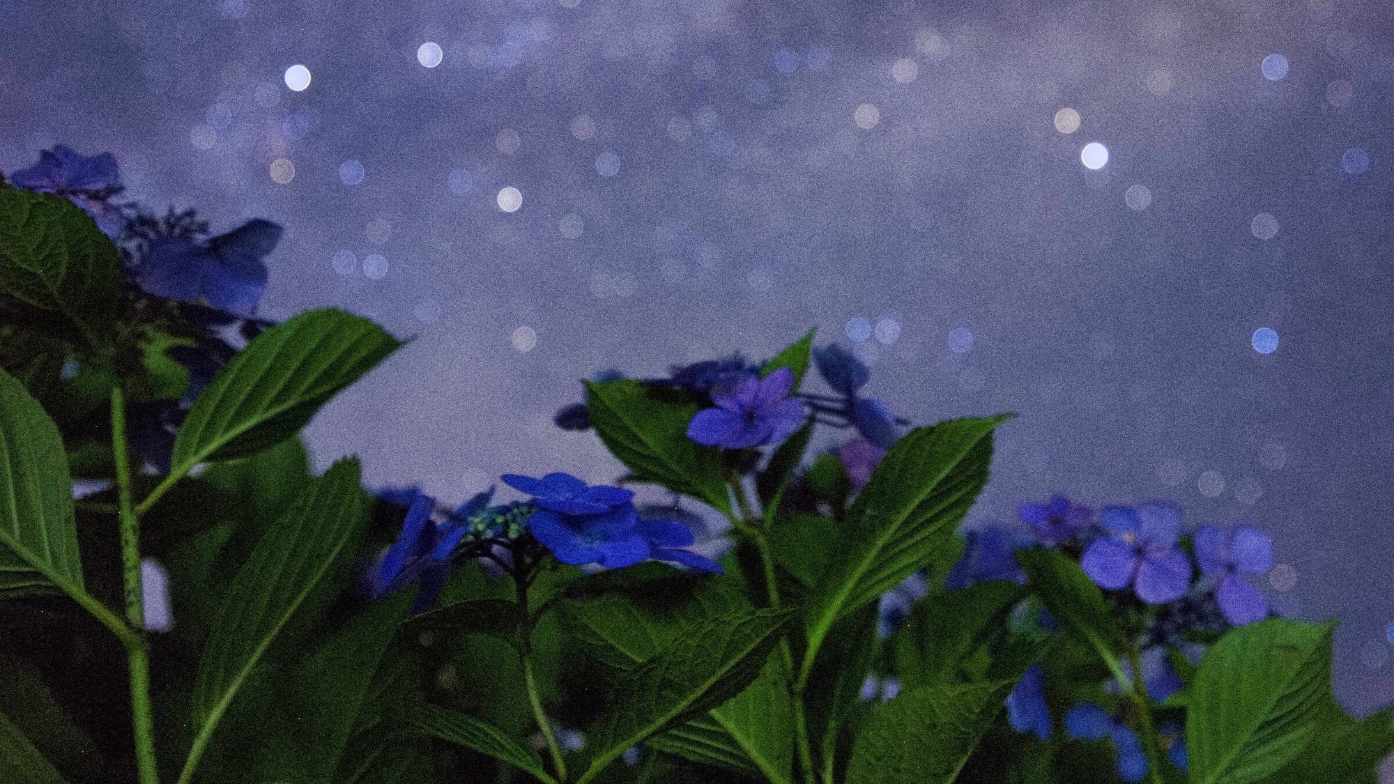 星空の下で静かに眠る花。
