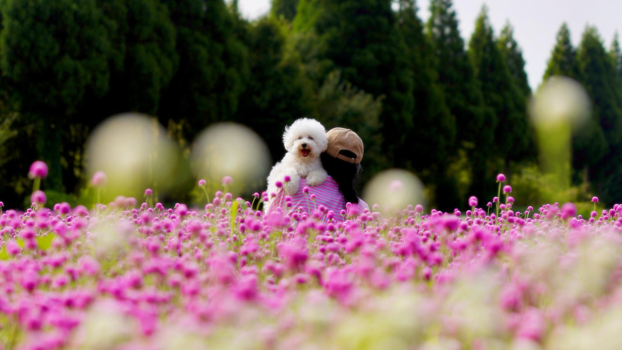 愛犬と美しい花々の中で思い出の1枚を。