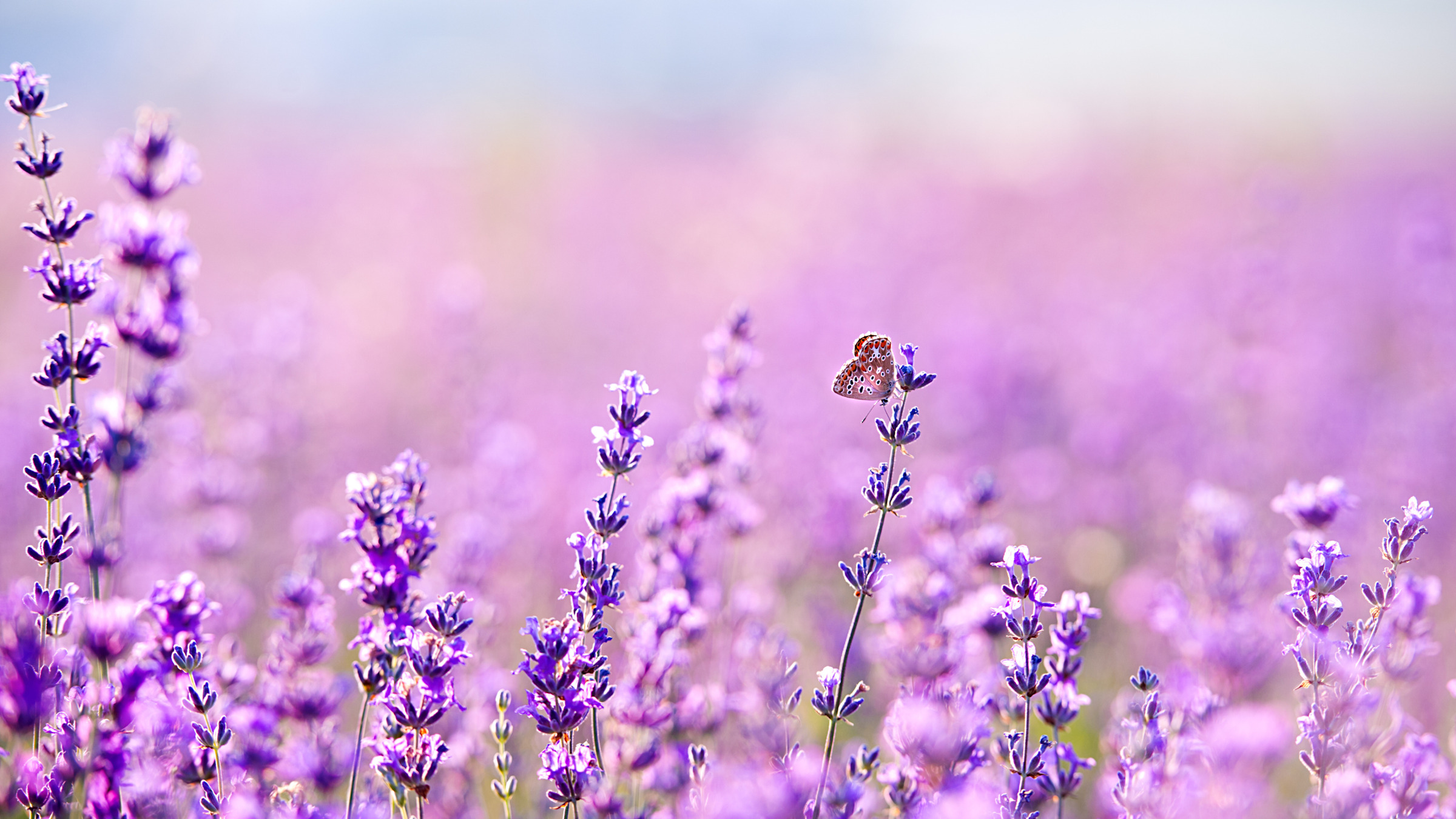 ラベンダー（6月下旬～7月上旬頃）