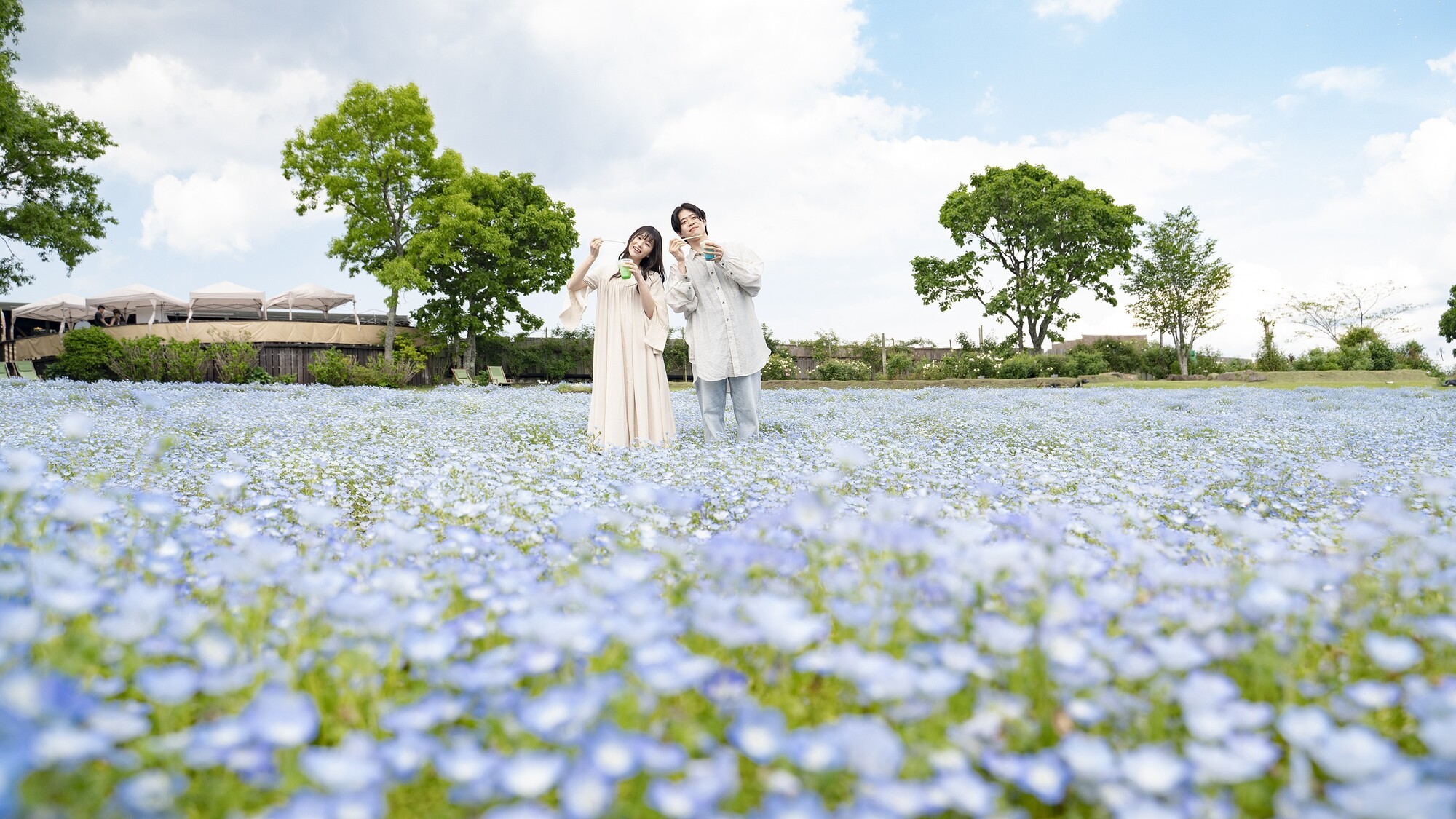 爽やかなブルーの小花が丘一面を埋め尽くします。