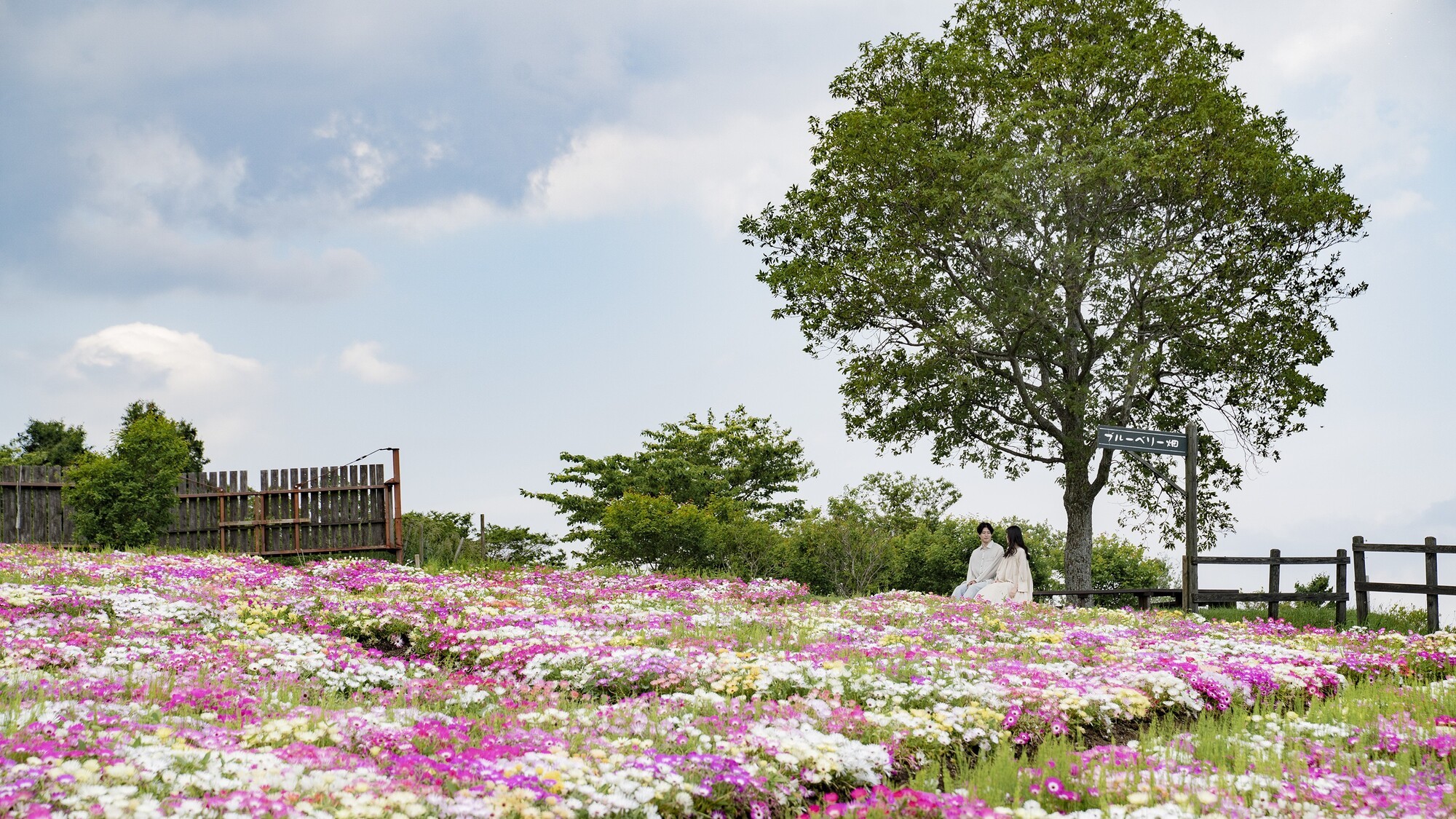 色鮮やかな花畑。