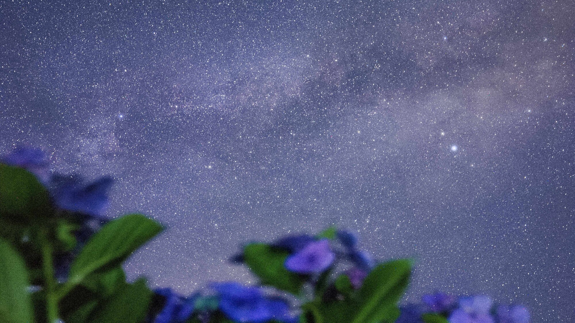 花畑の中で星空観察。