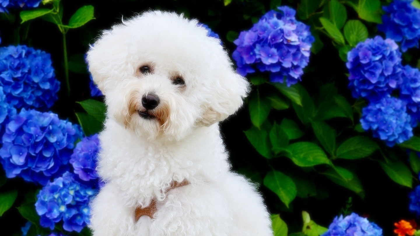 愛犬とのご旅行にもおすすめです。