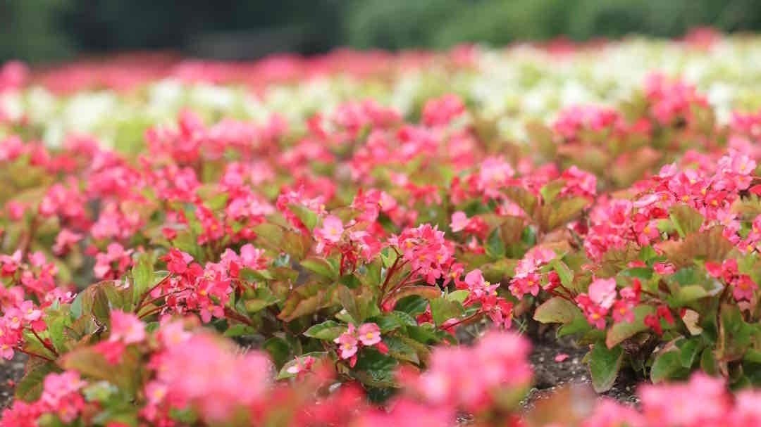 目一杯に広がる花を眺めてリフレッシュ。